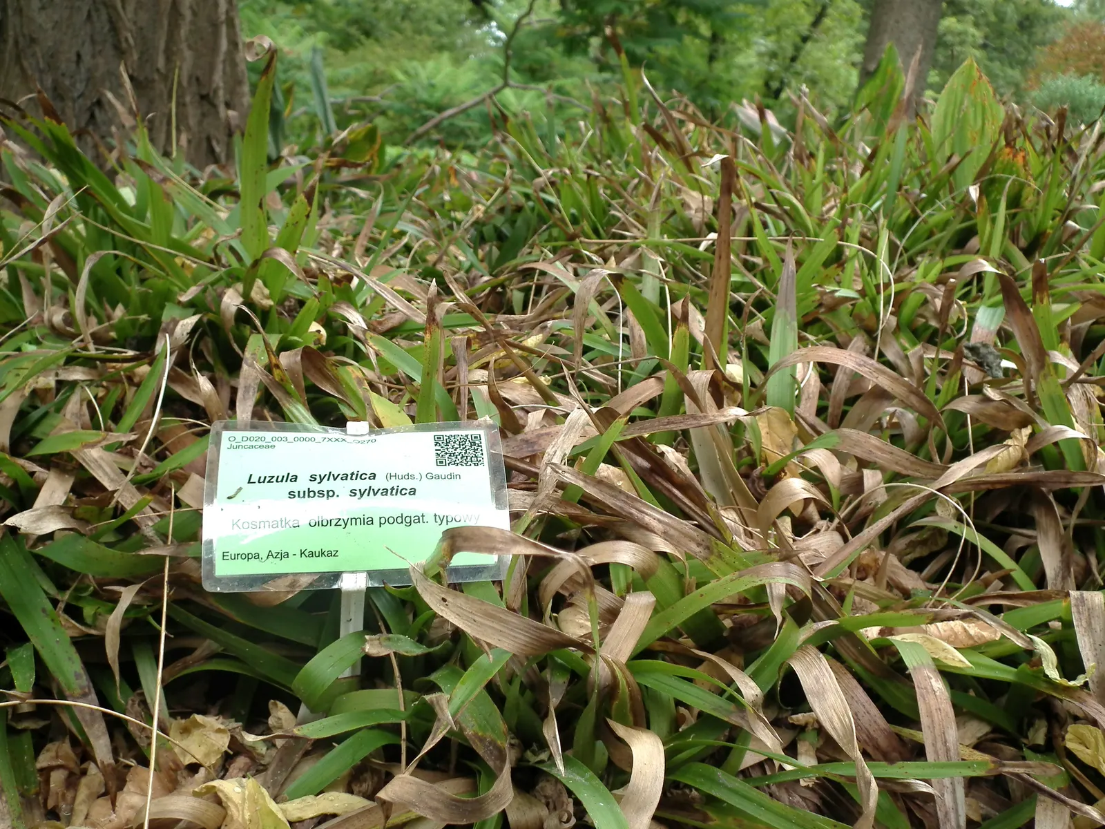 Great Wood Rush (Luzula Sylvatica) — The brown flower spikes rise slightly above the foliage