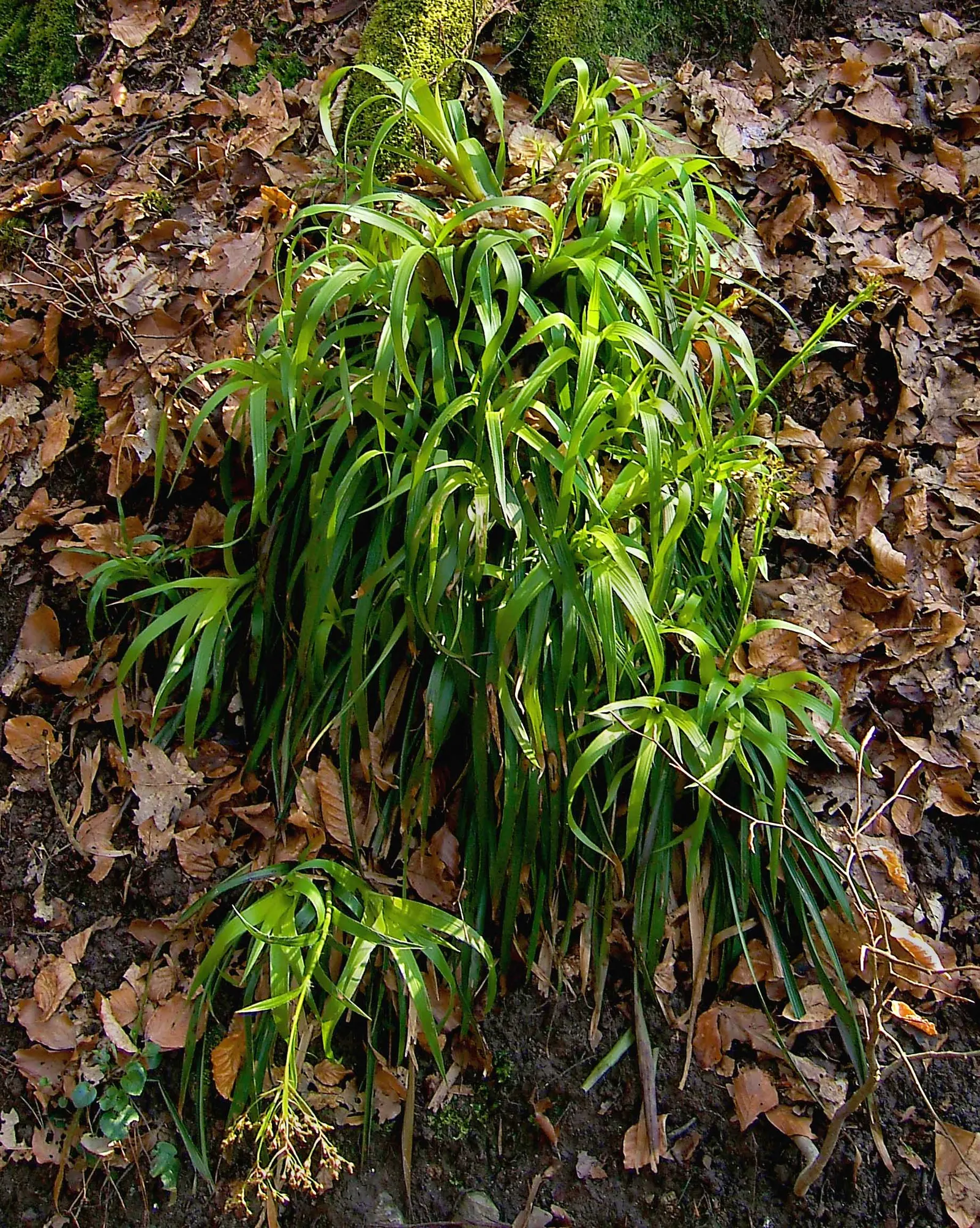 Great Wood Rush (Luzula Sylvatica) — The Great Wood Rush, Luzula sylvatica, is a hardy perennial groundcover