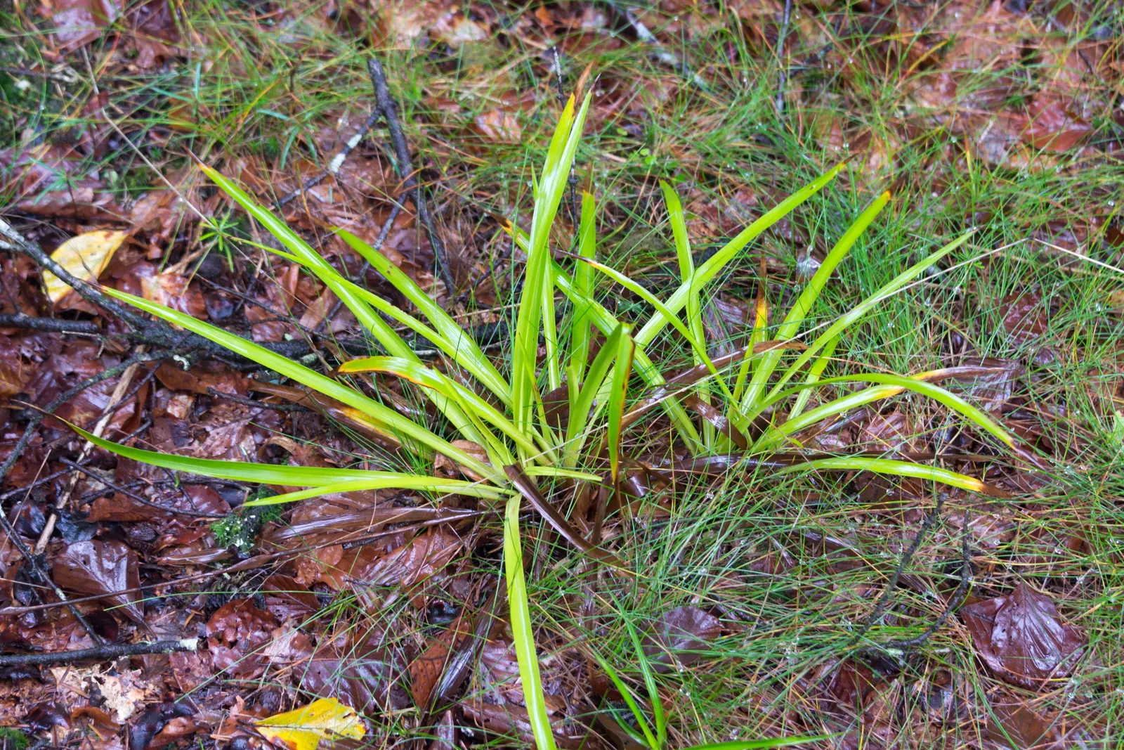 Great Wood Rush (Luzula Sylvatica) — It presents tufted evergreen foliage that remains vibrant throughout the year; these leaves are often adorned with hairs