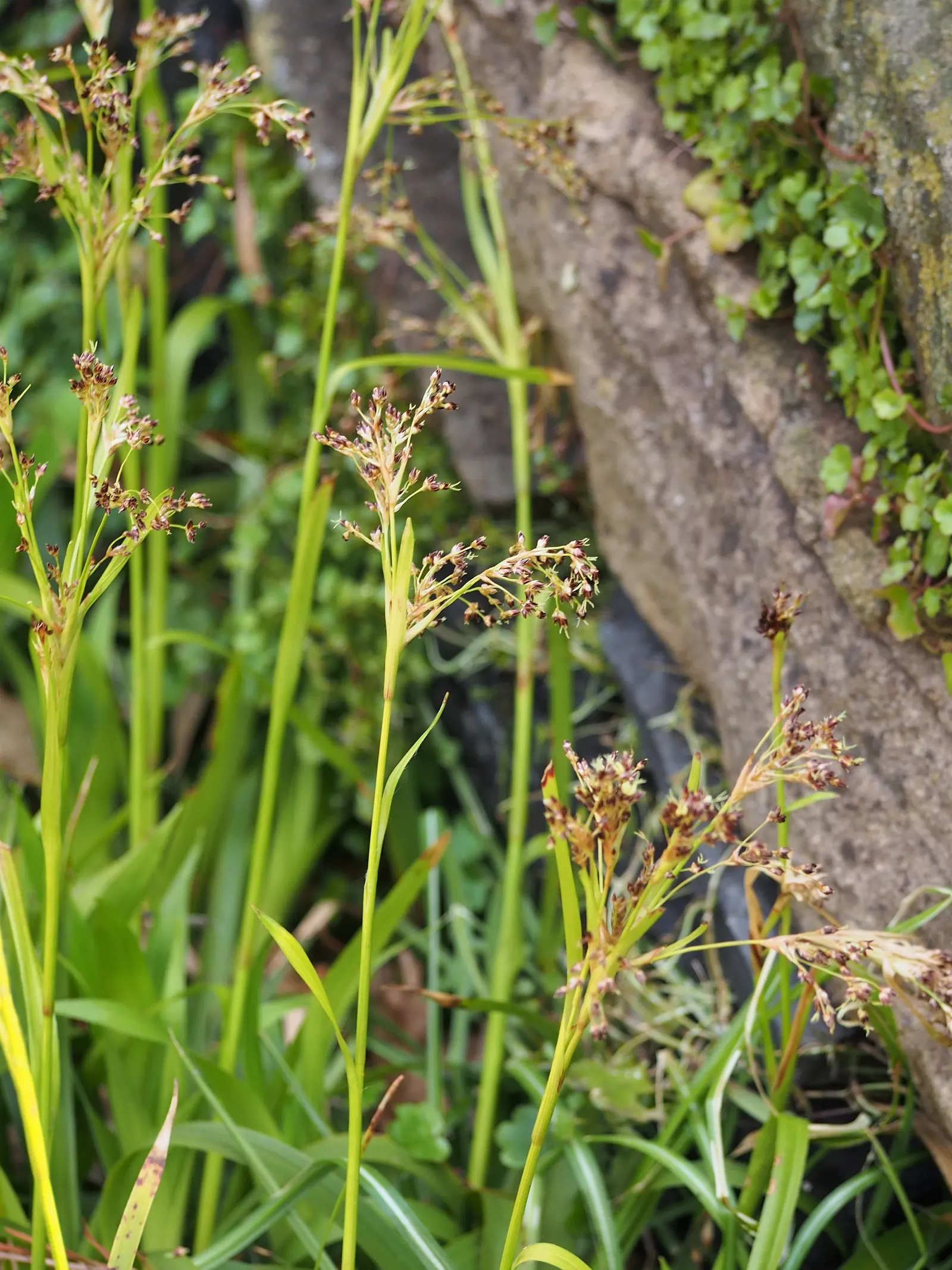Great Wood Rush (Luzula Sylvatica) — well-drained soil with high organic content