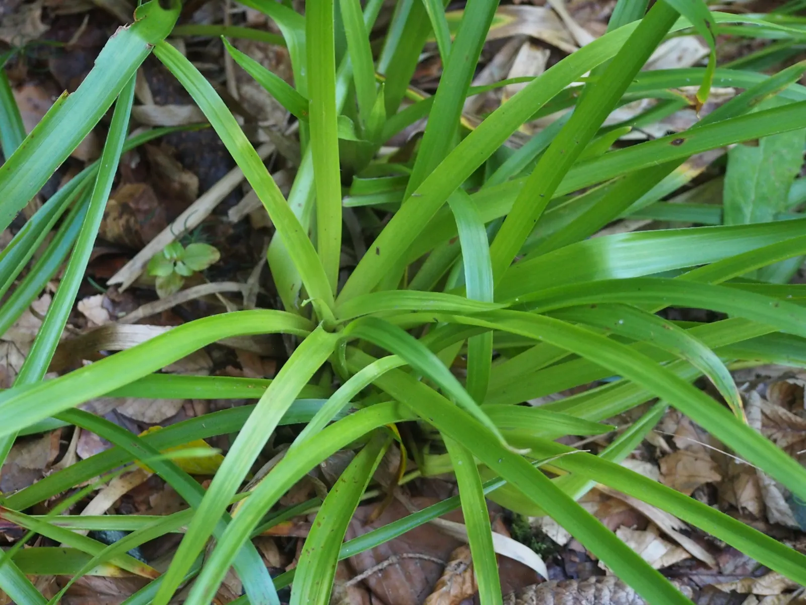 Great Wood Rush (Luzula Sylvatica) — grows to a height of 18-24 inches with a similar spread; with the occasional removal of dead foliage to maintain a neat