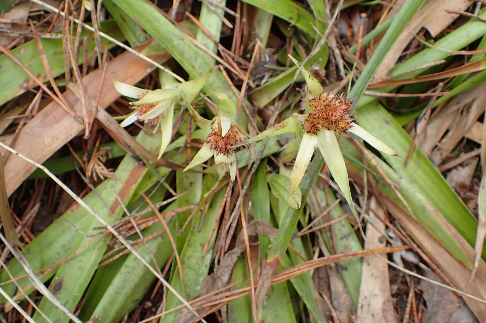 Great Wood Rush (Luzula Sylvatica) — offering a subtle contrast to the lush green leaves below.<br><br>As a versatile plant; in late spring, subtle brown