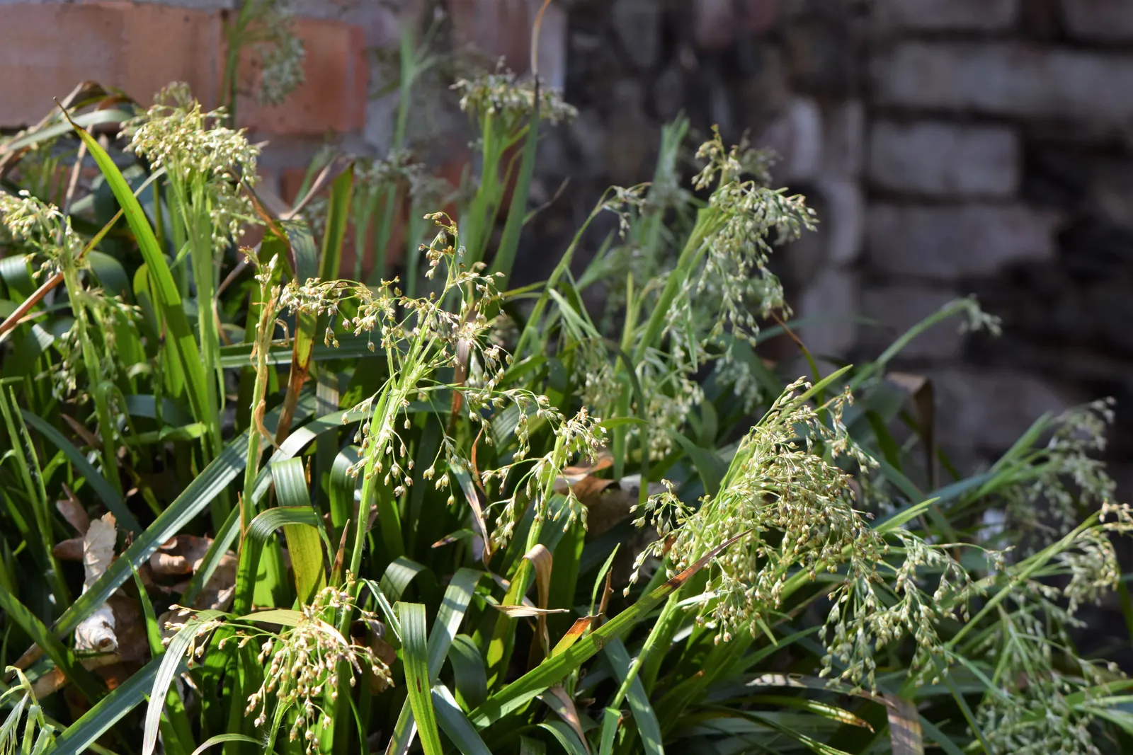 Great Wood Rush (Luzula Sylvatica) — dark green leaves that reach up to 12 to 18 inches in length and about 1 inch in width