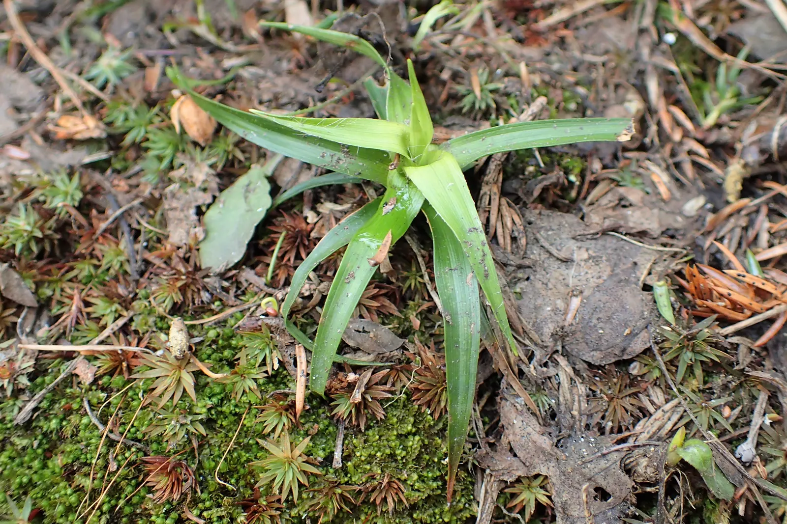 Great Wood Rush (Luzula Sylvatica) — shade-loving grass relative that adds texture and resilience to your landscape design