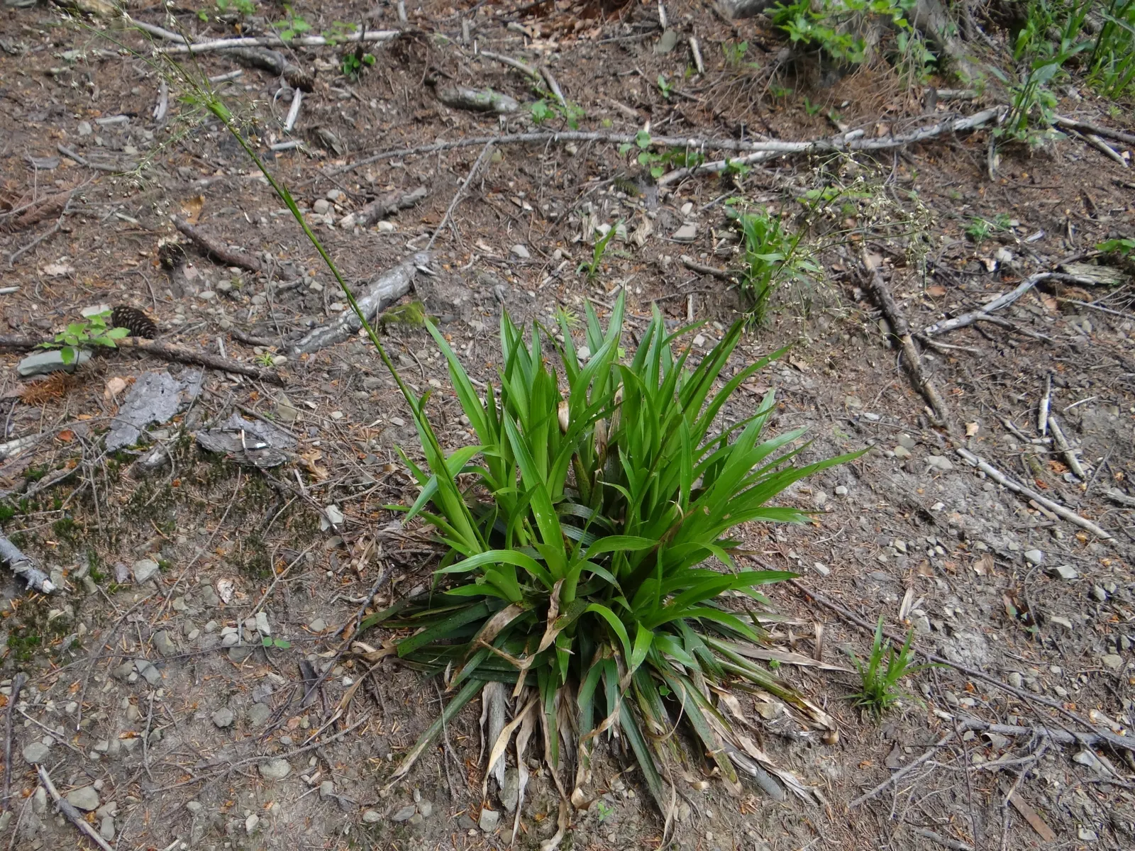Great Wood Rush (Luzula Sylvatica) — making it an exceptional candidate for woodland gardens or shaded borders; extending up to 20 inches
