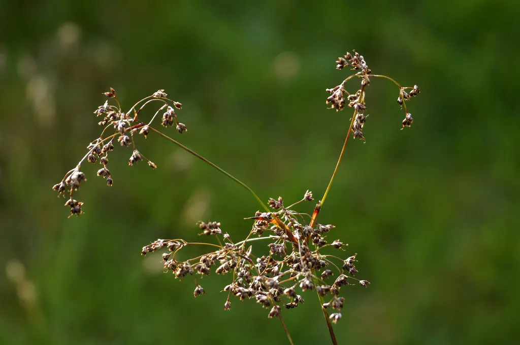 Great Wood Rush (Luzula Sylvatica) — capable of withstanding temperatures down to -20&deg;F; scientifically termed Luzula sylvatica
