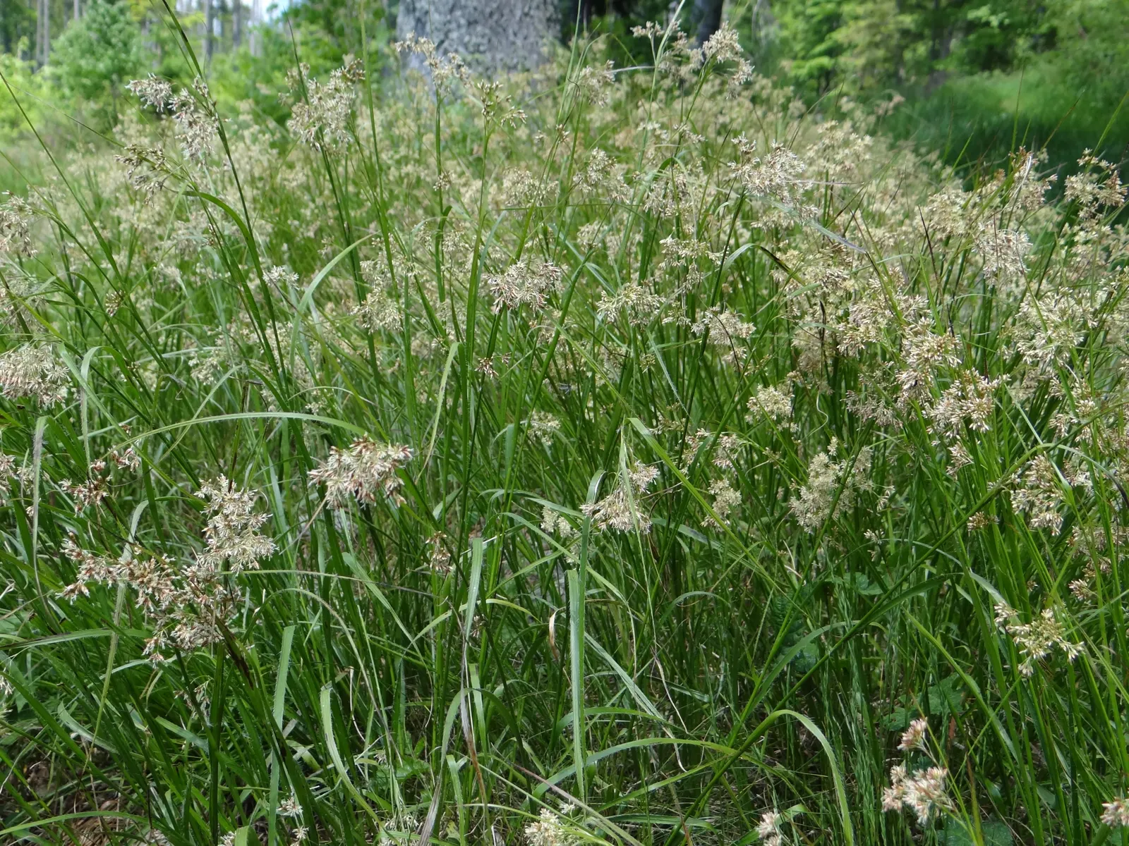 Great Wood Rush (Luzula Sylvatica) — and is excellent for adding texture to shaded areas
