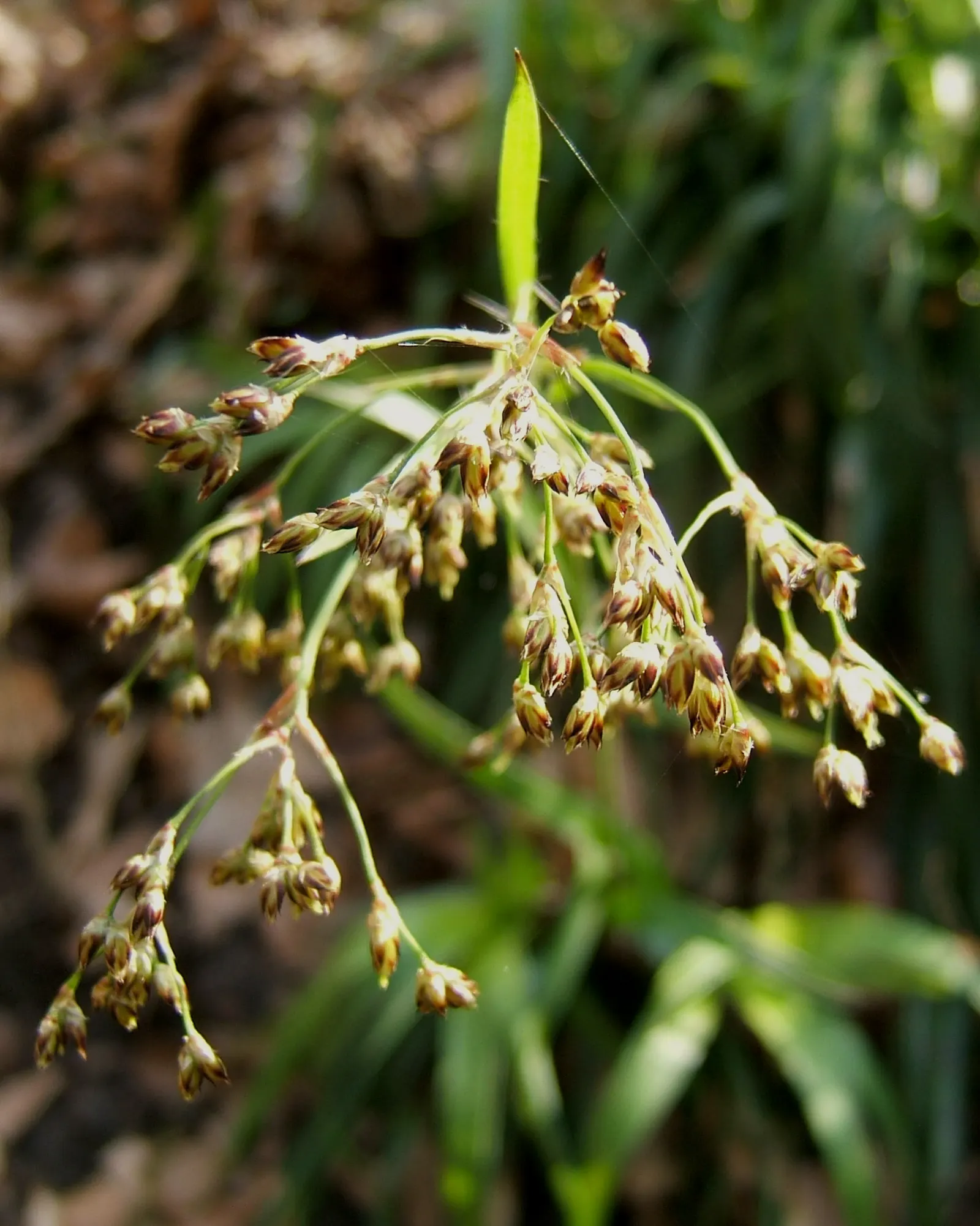 Great Wood Rush (Luzula Sylvatica) — In late spring, subtle brown flower clusters emerge; offering a subtle contrast to the lush green leaves below.<br><br>As