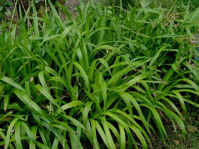 Great Wood Rush (Luzula Sylvatica) — capable of withstanding temperatures down to -20&deg;F
