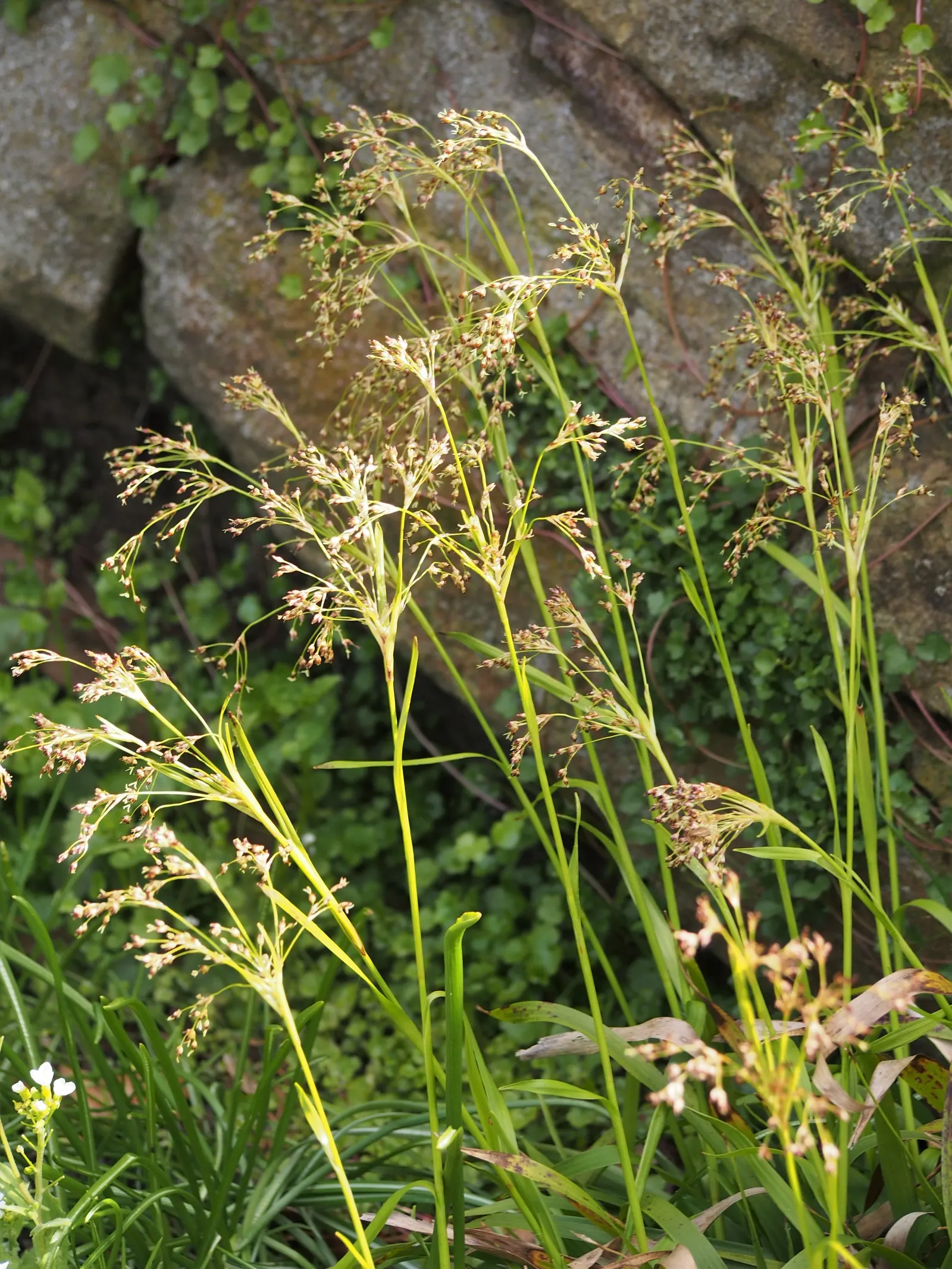 Great Wood Rush (Luzula Sylvatica) — It sports broad, grass-like leaves up to 12 inches long and thrives in part to full shade; it presents tufted evergreen