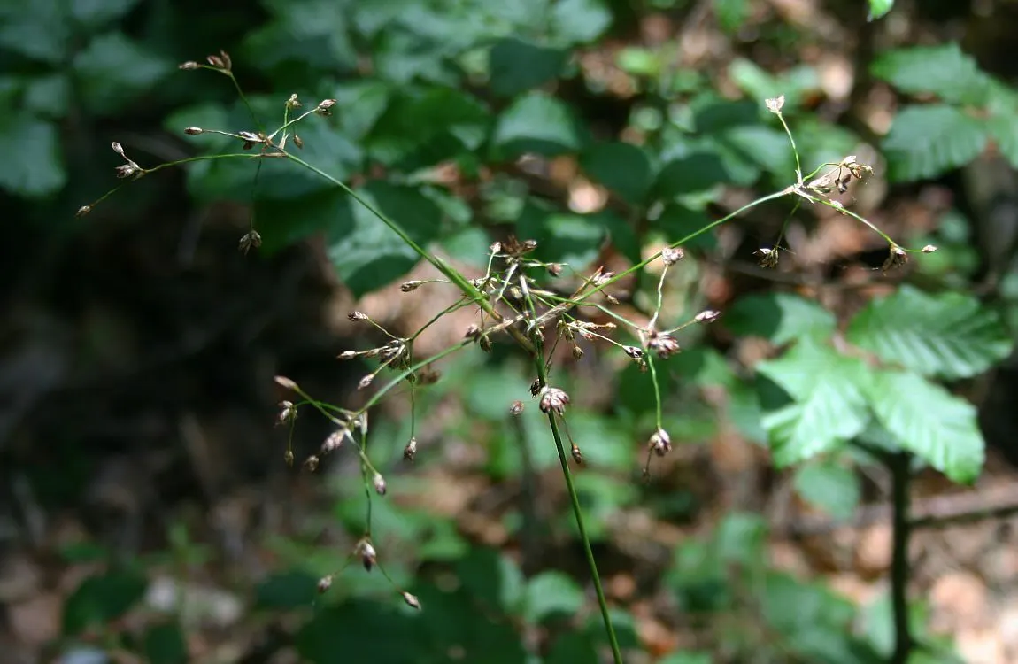 Great Wood Rush (Luzula Sylvatica) — In early to mid-spring, the plant produces understated yet attractive flower clusters
