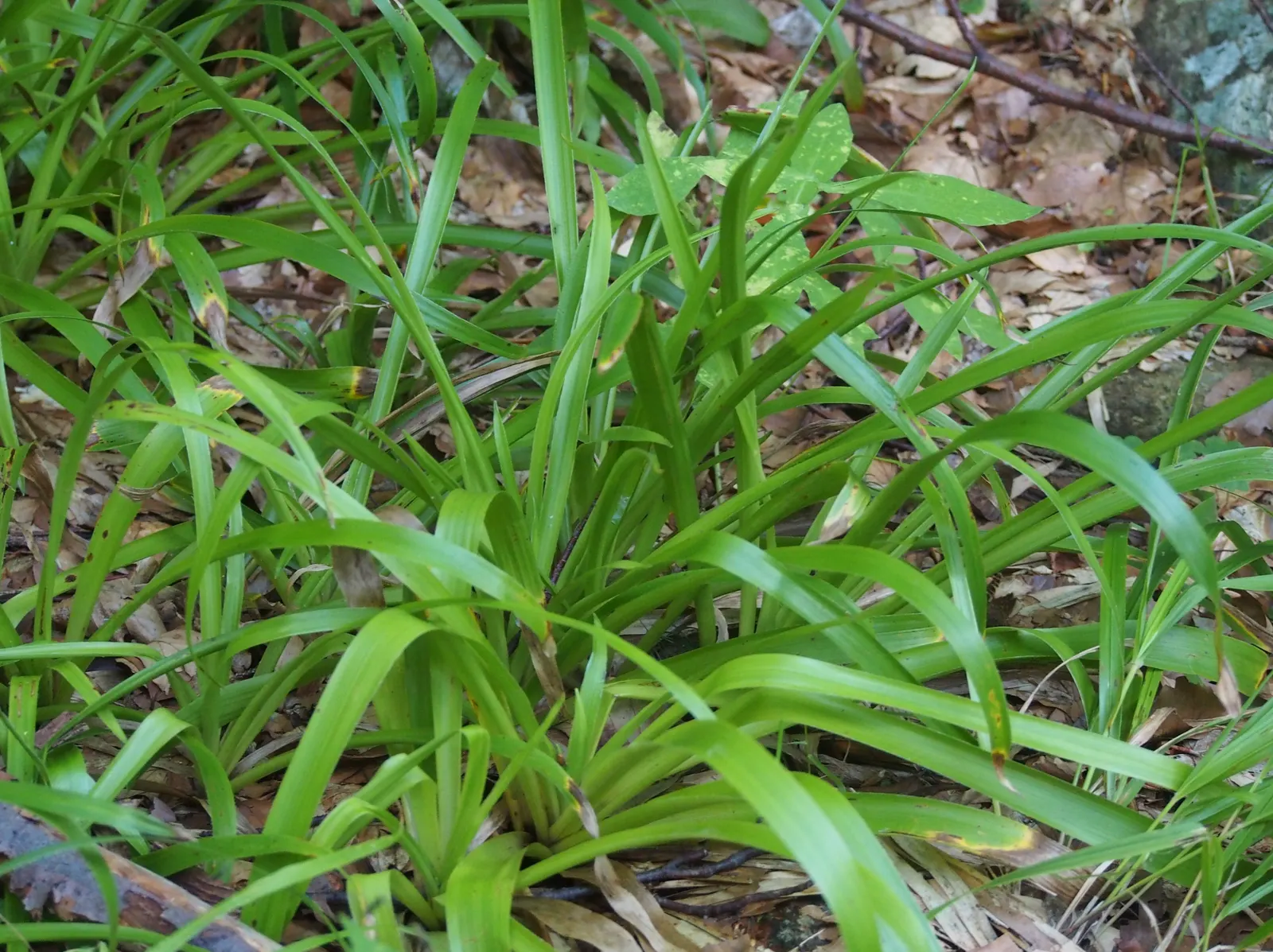 Great Wood Rush (Luzula Sylvatica) — grass for full or half or shade