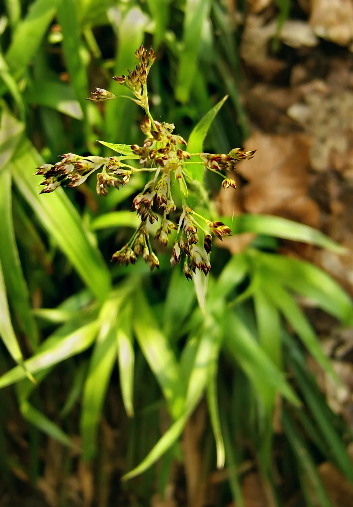 Great Wood Rush (Luzula Sylvatica) — yellow flowers in the garden