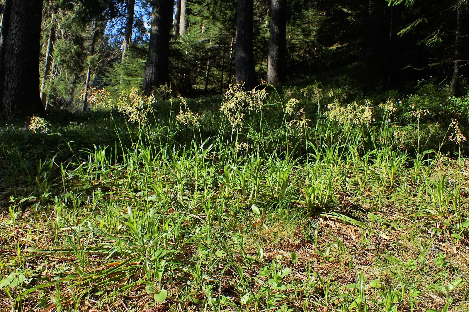 Great Wood Rush (Luzula Sylvatica) — shade-loving grass relative that adds texture and resilience to your landscape design; the Great Wood Rush exhibits a