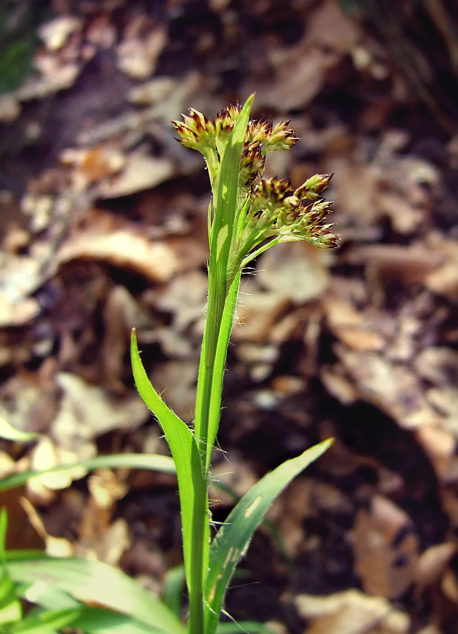 Great Wood Rush (Luzula Sylvatica) — The Great Wood Rush exhibits a clumping growth habit