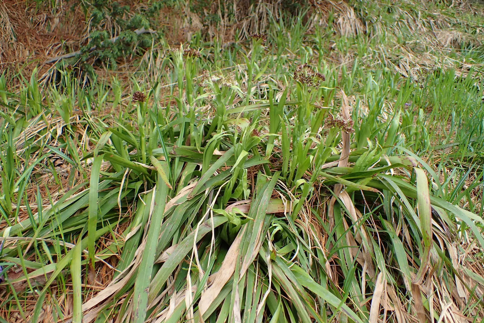 Great Wood Rush (Luzula Sylvatica) — although it demonstrates tolerance to a variety of soil types; the Great Wood Rush, Luzula sylvatica, is a hardy perennial
