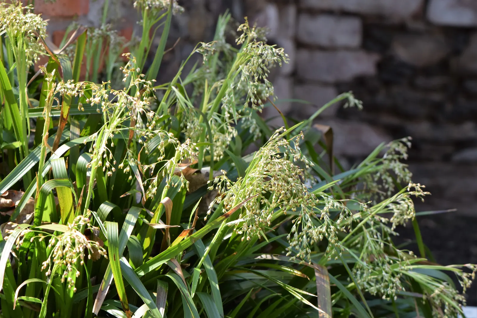 Great Wood Rush (Luzula Sylvatica) — It presents tufted evergreen foliage that remains vibrant throughout the year