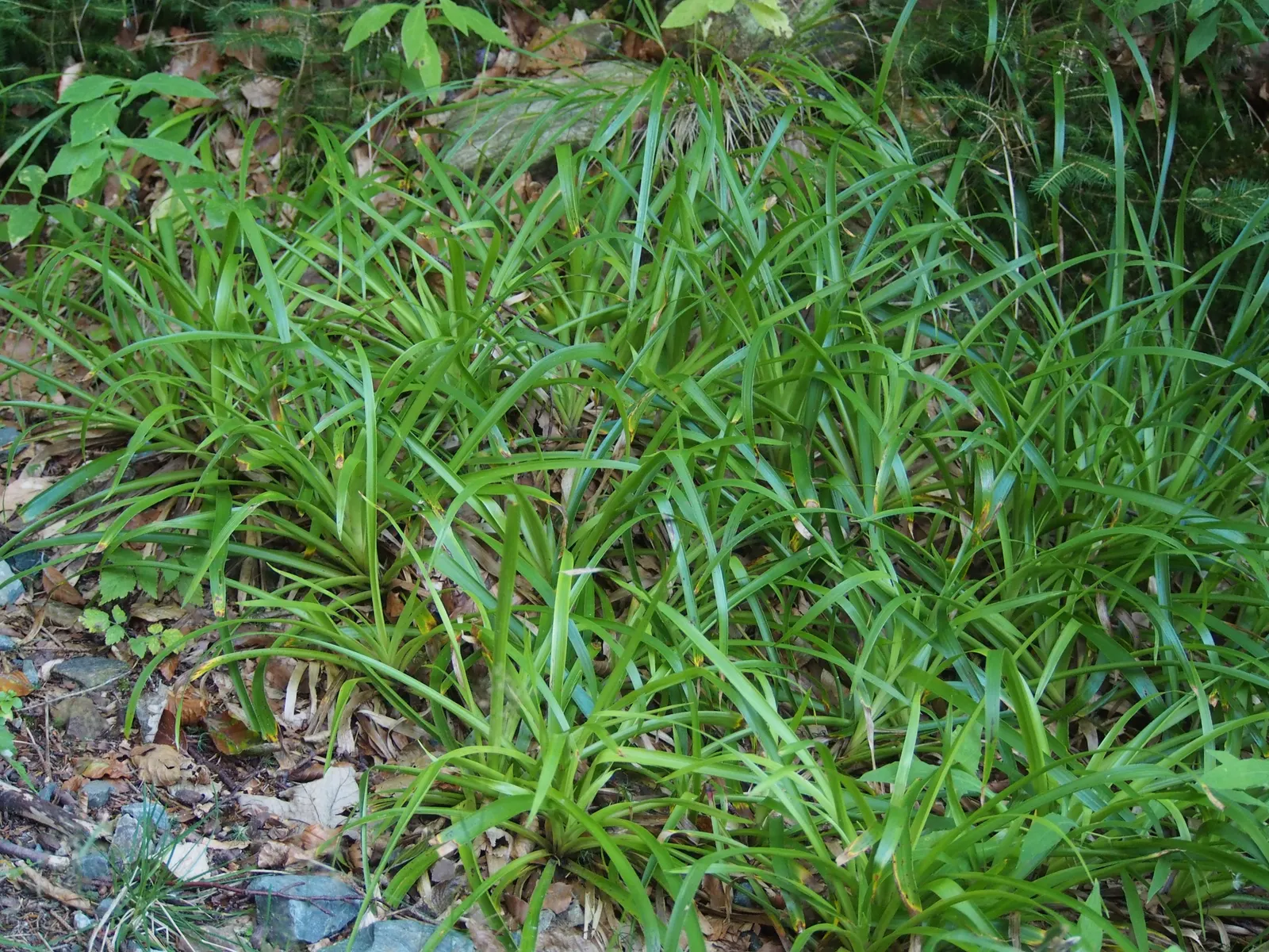 Great Wood Rush (Luzula Sylvatica) — grows to a height of 18-24 inches with a similar spread