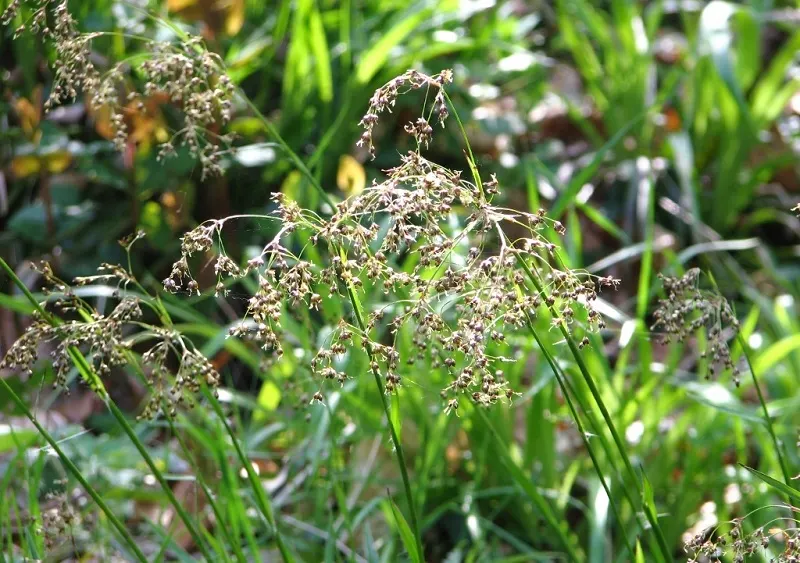 Great Wood Rush (Luzula Sylvatica) — extending up to 20 inches