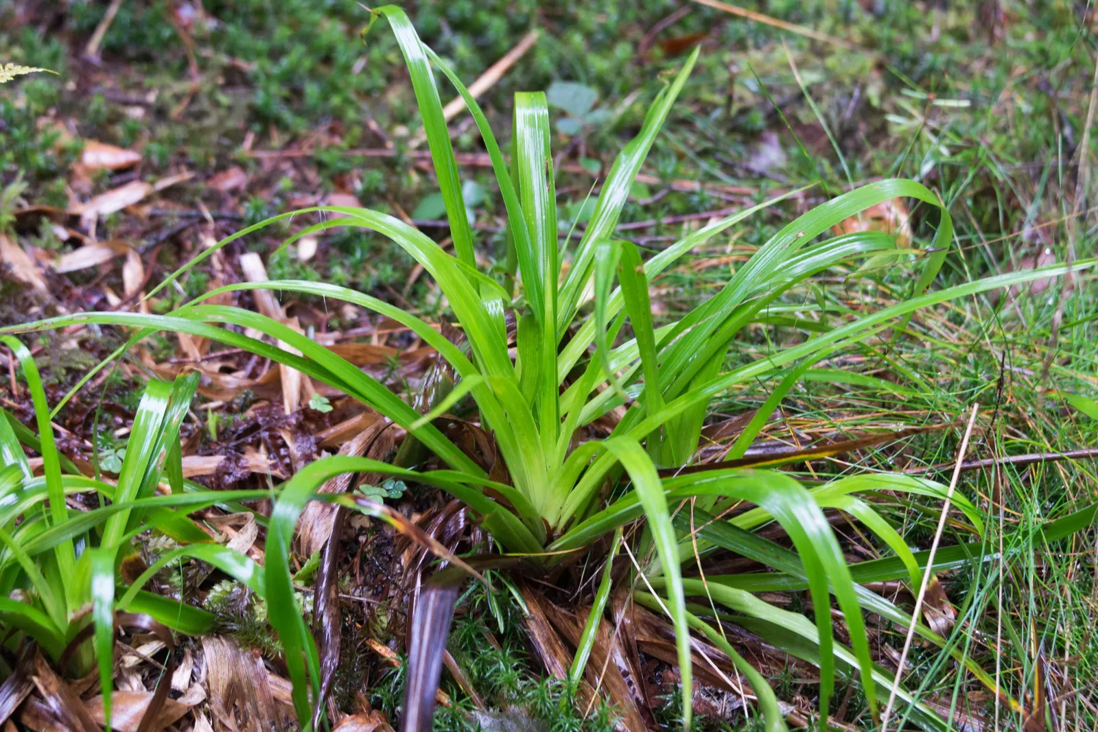 Great Wood Rush (Luzula Sylvatica) — and is excellent for adding texture to shaded areas; it sports broad, grass-like leaves up to 12 inches long and thrives