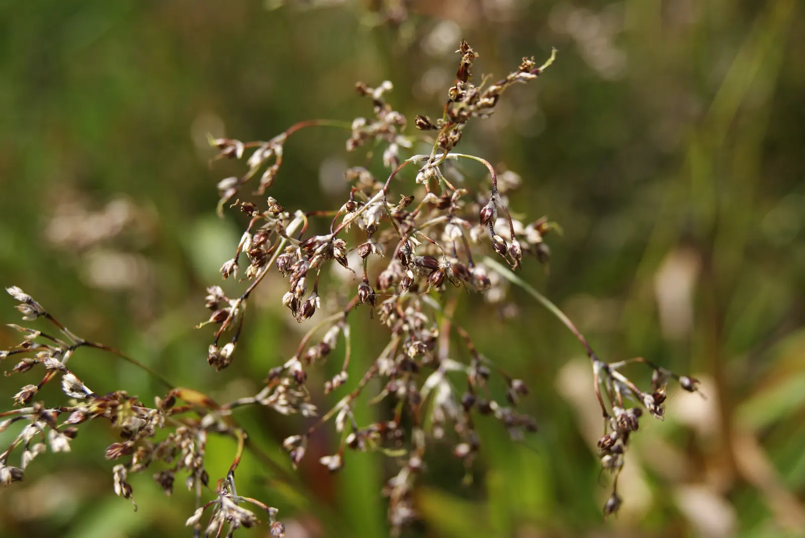 Great Wood Rush (Luzula Sylvatica) — In early to mid-spring, the plant produces understated yet attractive flower clusters; rendering it an ideal choice for
