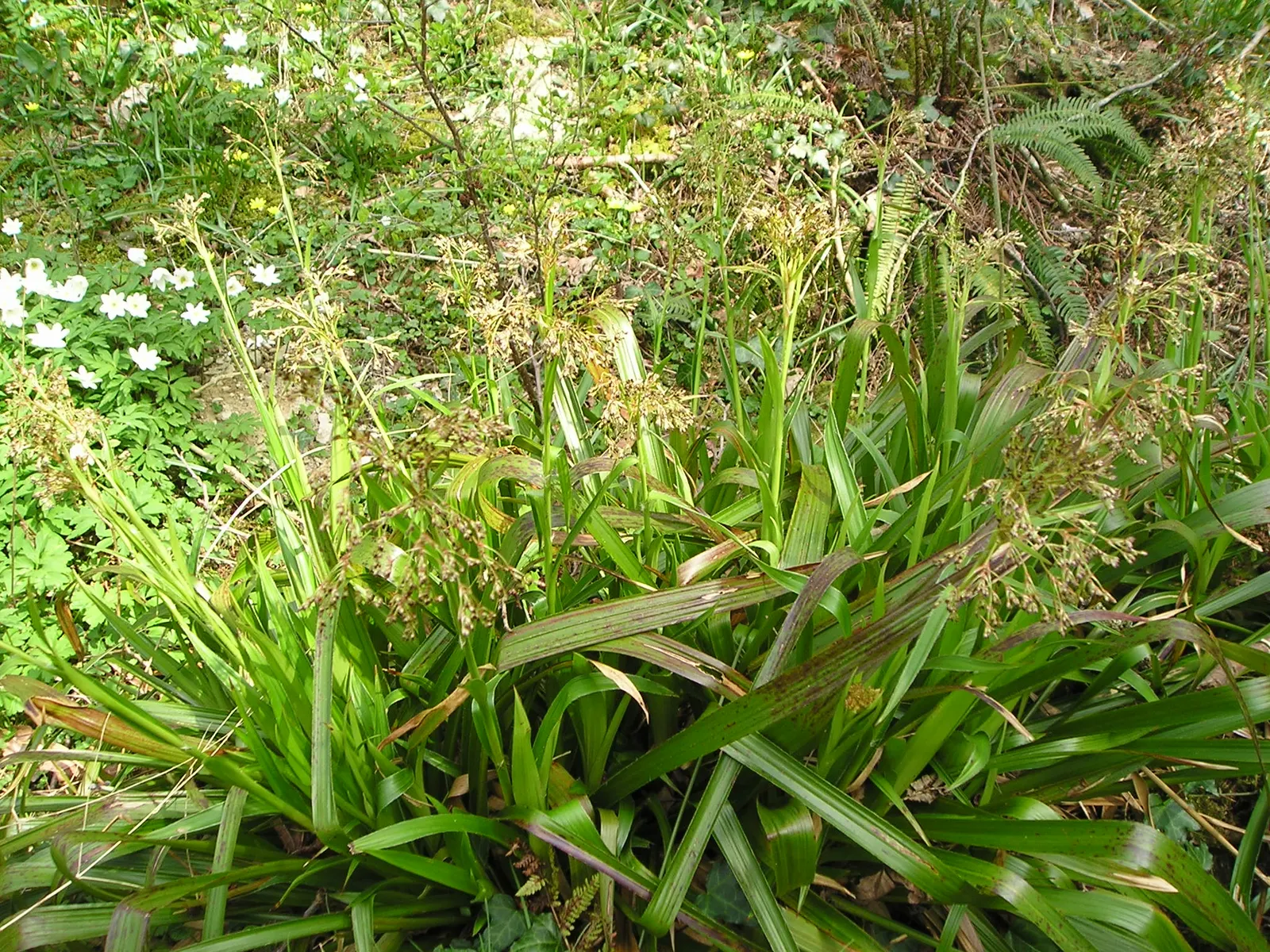 Great Wood Rush (Luzula Sylvatica) — rendering it an ideal choice for year-round interest.<br><br>The foliage of the Great Wood Rush is a standout