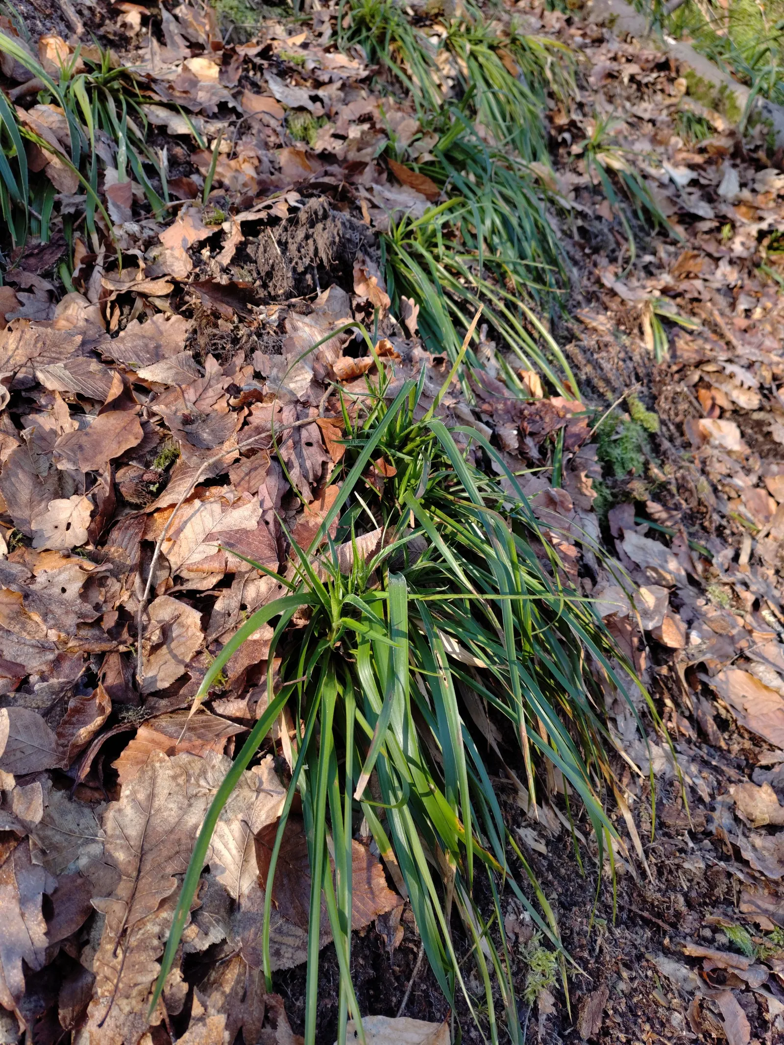 Great Wood Rush (Luzula Sylvatica) — making it a reliable choice for gardeners seeking a worry-free addition to their landscape