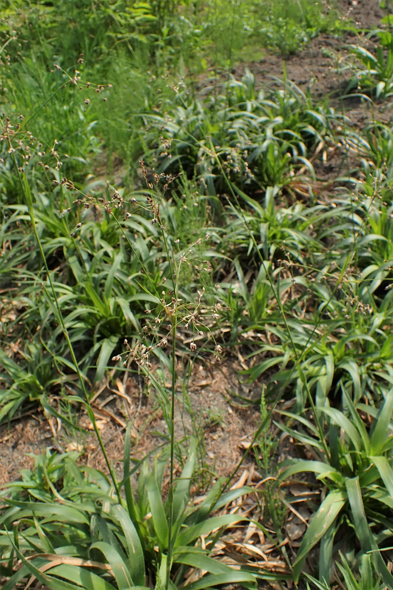 Great Wood Rush (Luzula Sylvatica) — dark green leaves that reach up to 12 to 18 inches in length and about 1 inch in width; yellow flowers in the garden