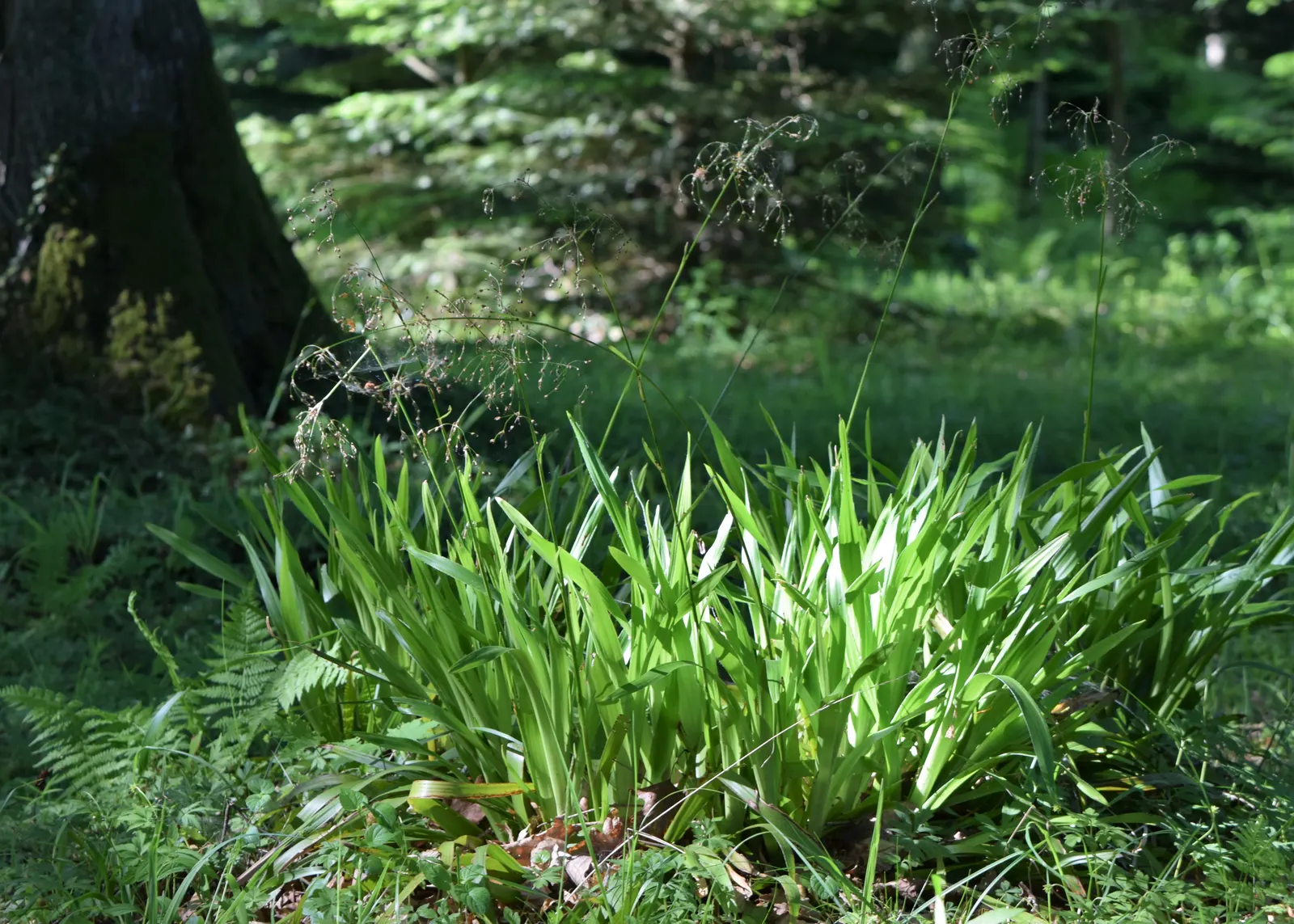 Great Wood Rush (Luzula Sylvatica) — rendering it an ideal choice for year-round interest.<br><br>The foliage of the Great Wood Rush is a standout, image 42