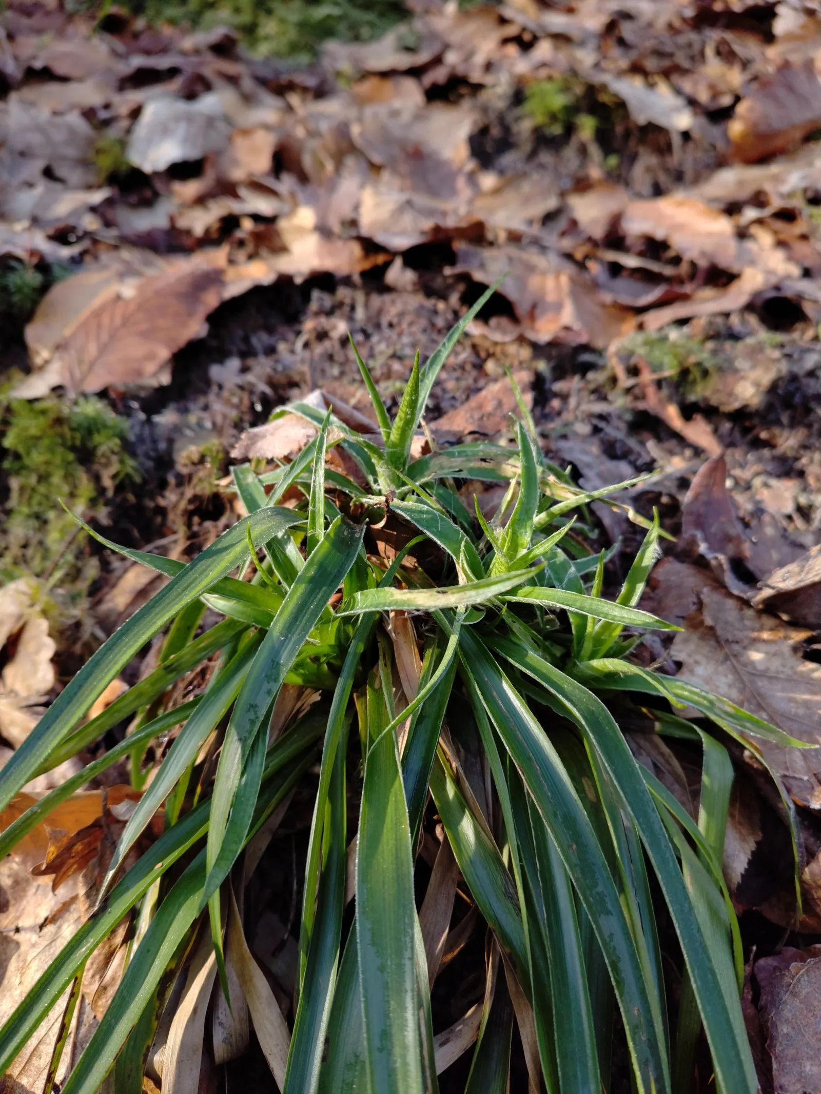 Great Wood Rush (Luzula Sylvatica) — making it an exceptional candidate for woodland gardens or shaded borders