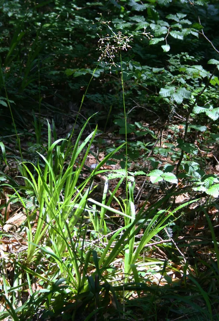 Great Wood Rush (Luzula Sylvatica) — with a spread of approximately 12 to 24 inches