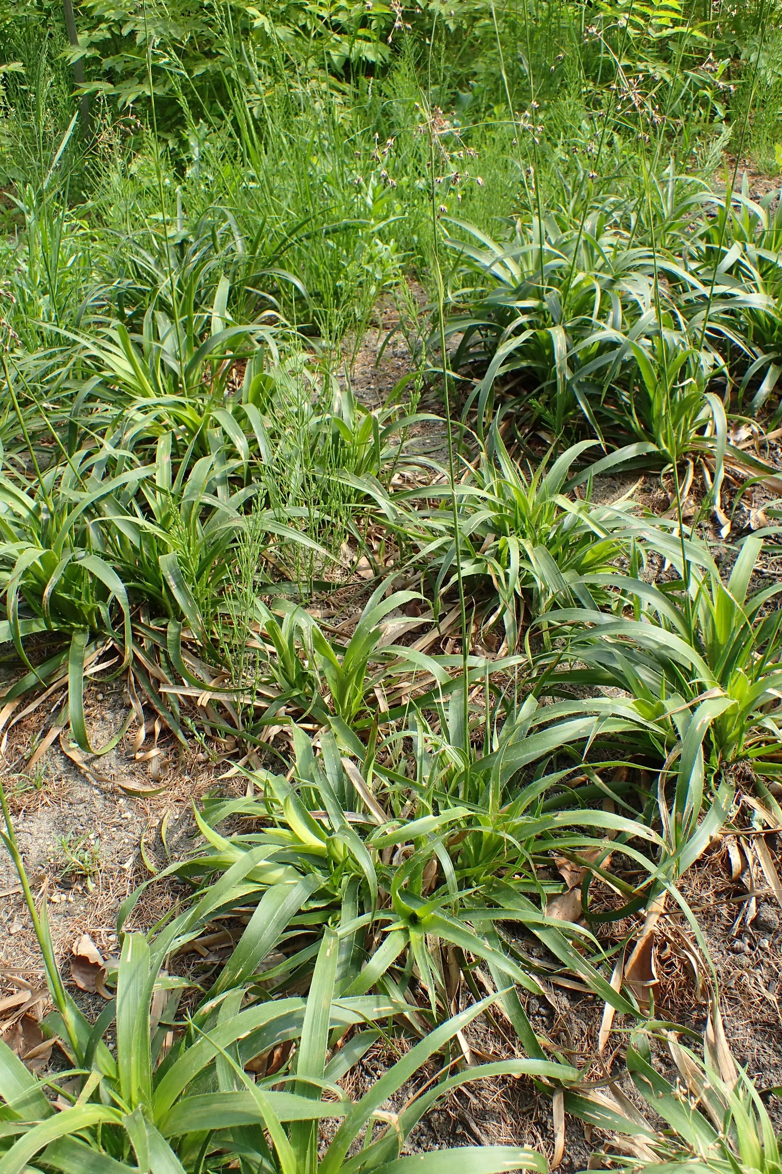 Great Wood Rush (Luzula Sylvatica) — This rush is also deer-resistant, enhancing its appeal in woodland gardens