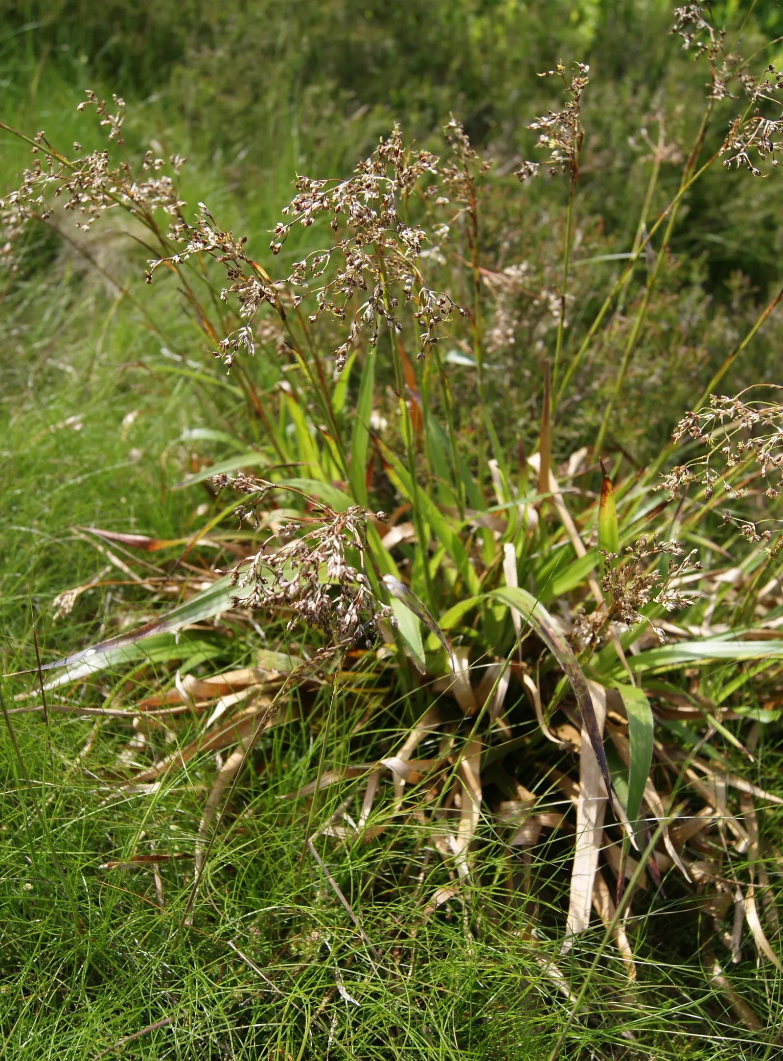 Great Wood Rush (Luzula Sylvatica) — extending up to 20 inches; it is also known for its resistance to pests and diseases