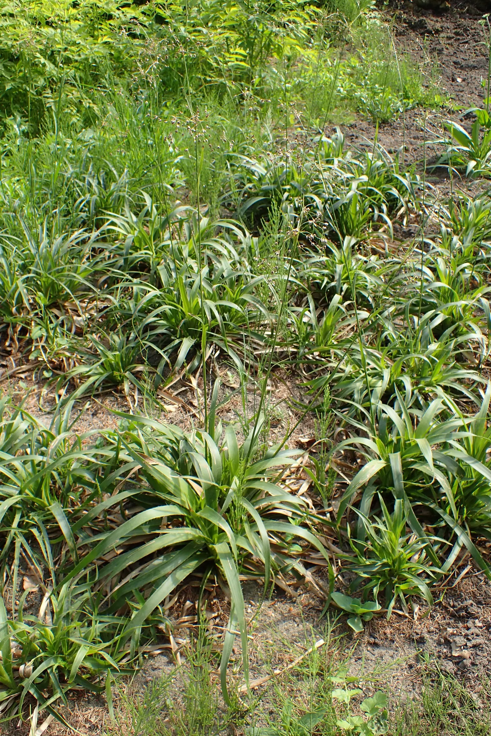 Great Wood Rush (Luzula Sylvatica) — The brown flower spikes rise slightly above the foliage; luzula sylvatica prefers partial to full shade