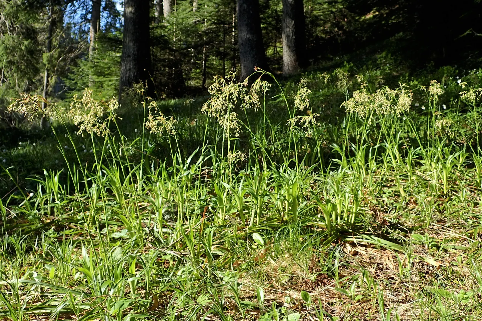 Great Wood Rush (Luzula Sylvatica) — scientifically termed Luzula sylvatica; the brown flower spikes rise slightly above the foliage