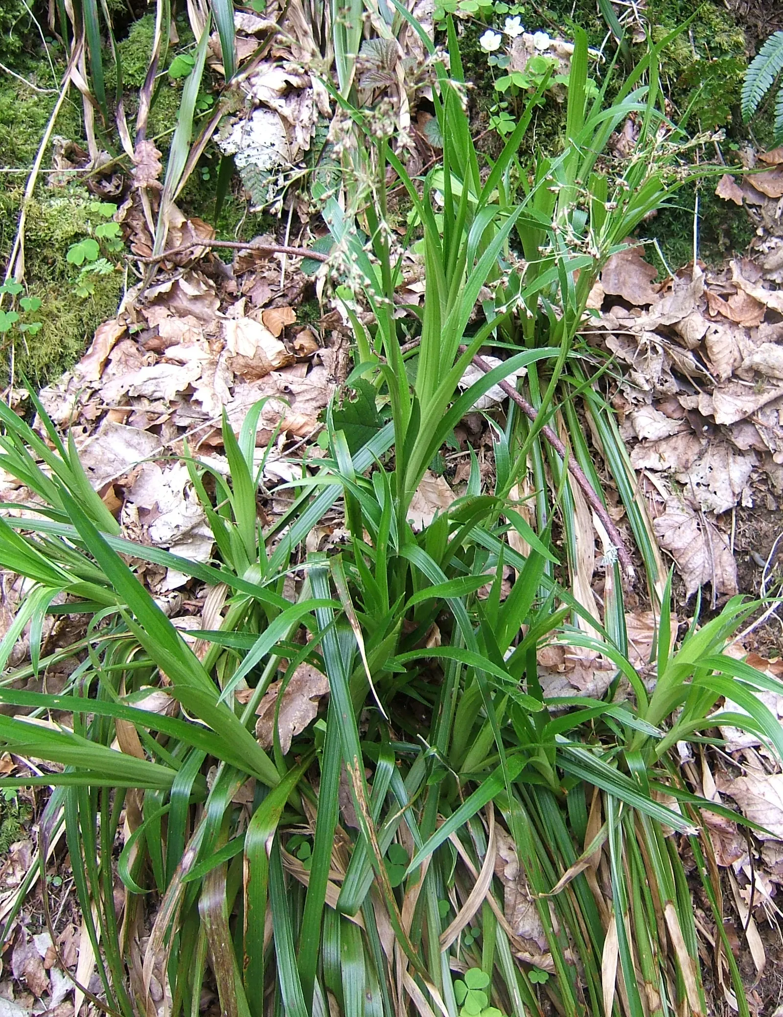 Great Wood Rush (Luzula Sylvatica) — It is also known for its resistance to pests and diseases