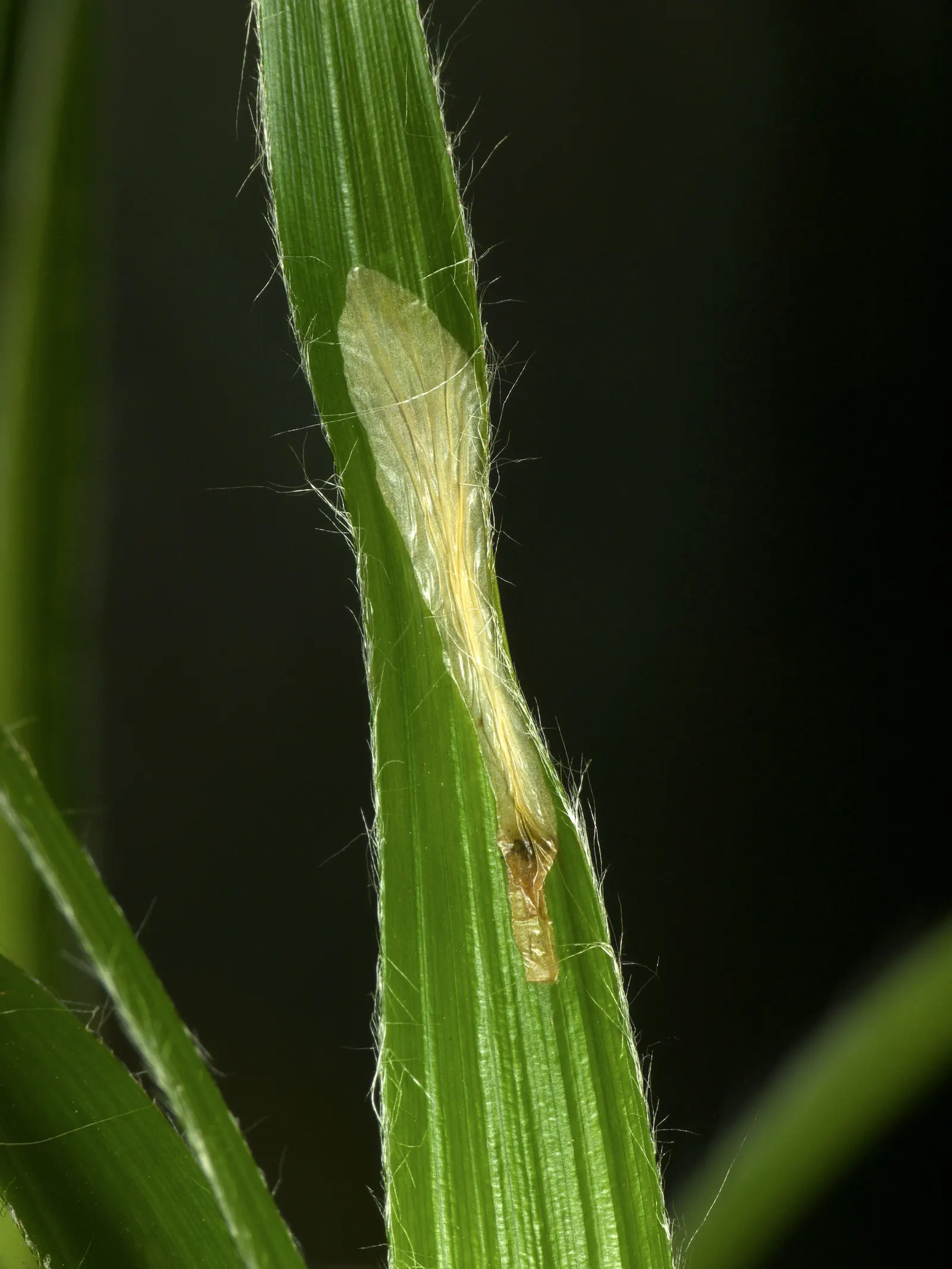 Great Wood Rush (Luzula Sylvatica) — grass with yellow blooms