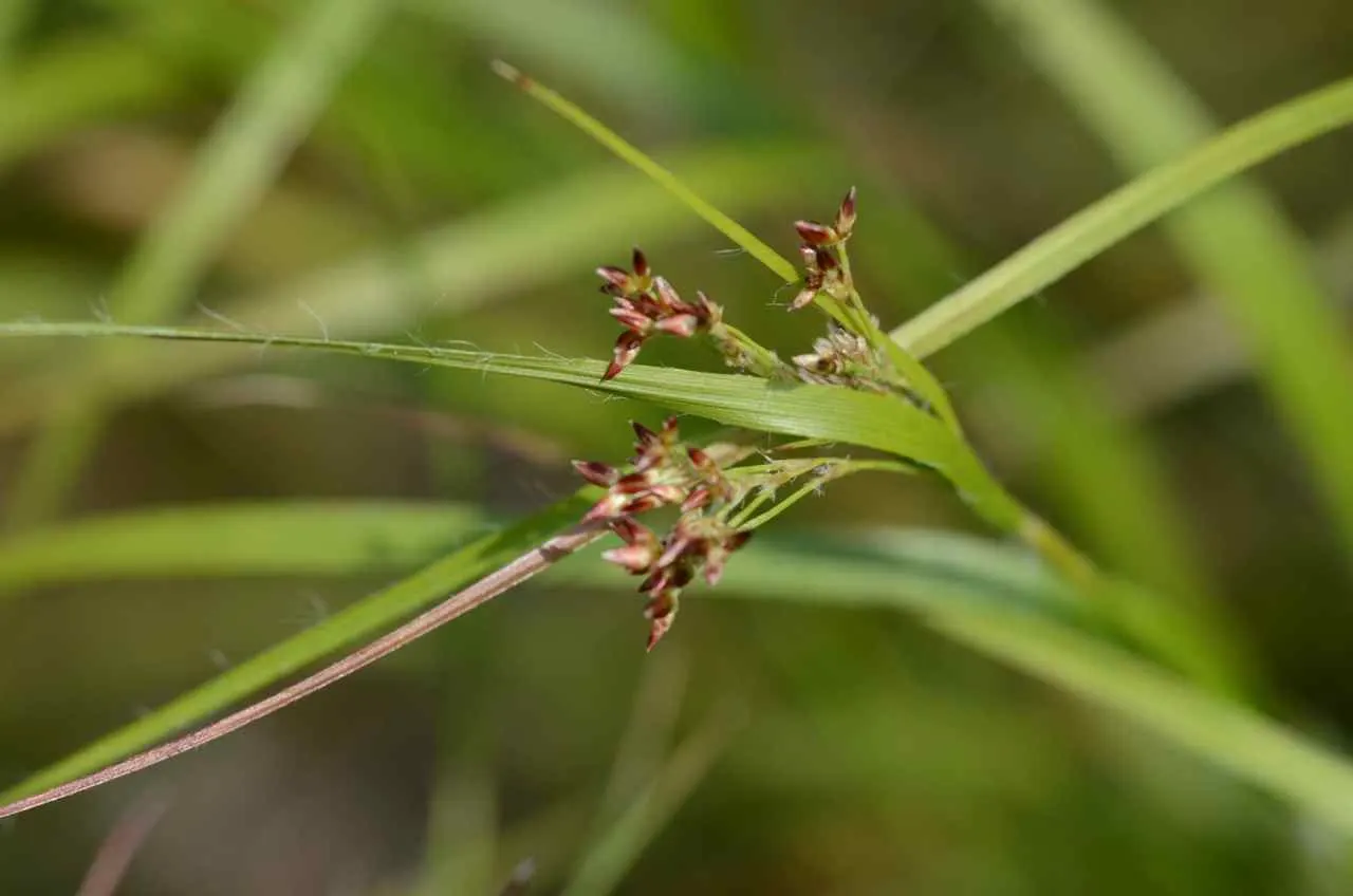 Great Wood Rush (Luzula Sylvatica) — In late spring, subtle brown flower clusters emerge