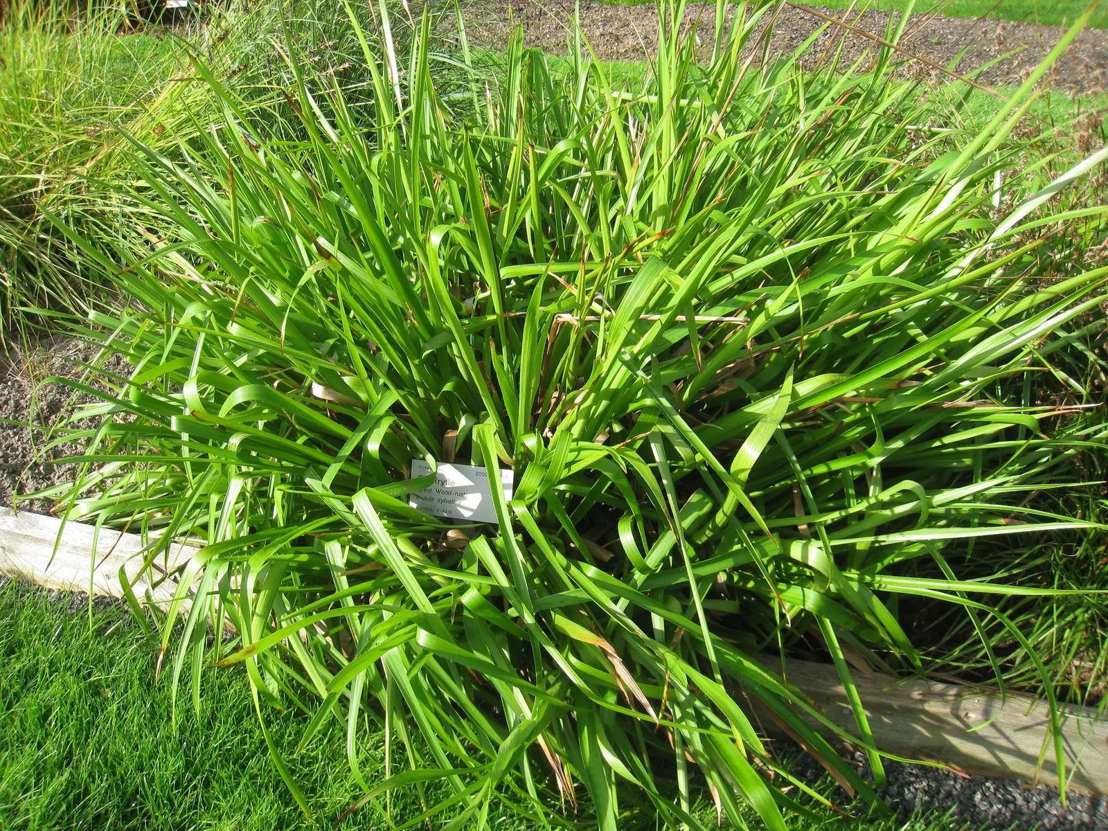 Great Wood Rush (Luzula Sylvatica) — well-drained soil with high organic content; with a spread of approximately 12 to 24 inches