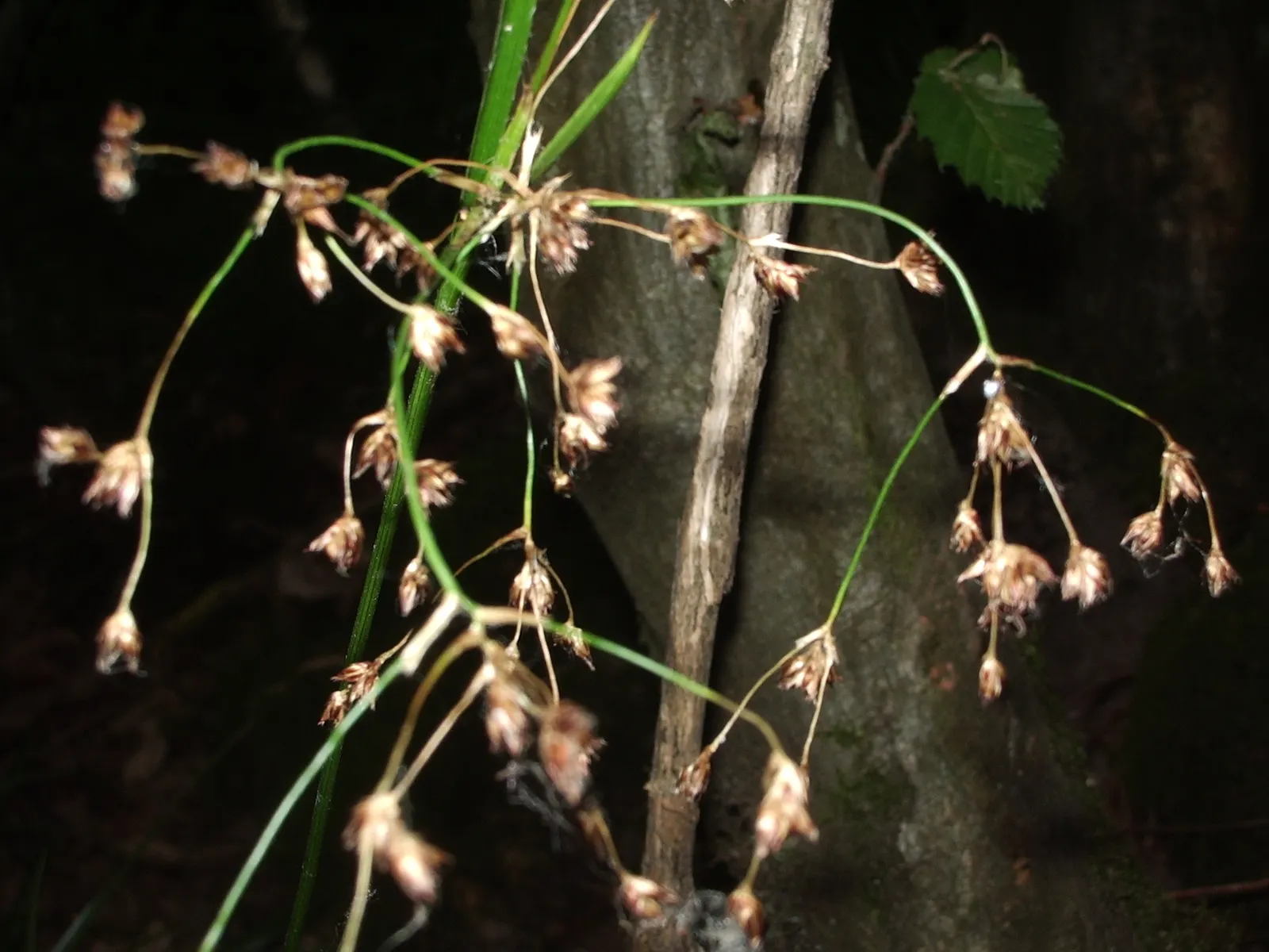 Great Wood Rush (Luzula Sylvatica) — This rush is also deer-resistant, enhancing its appeal in woodland gardens; this robust plant thrives in USDA Hardiness