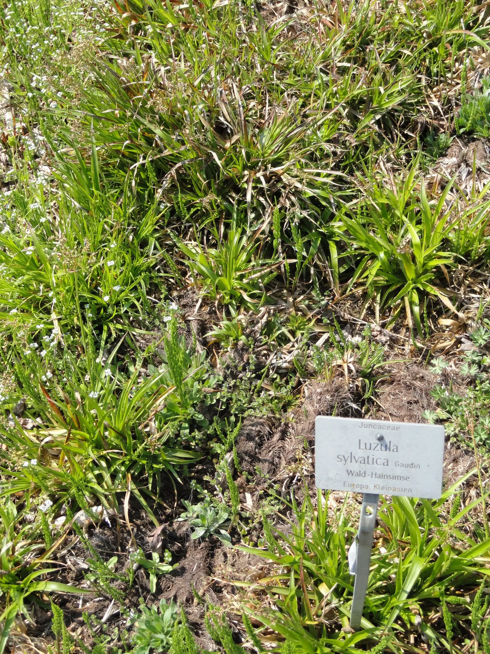Great Wood Rush (Luzula Sylvatica) — scientifically termed Luzula sylvatica