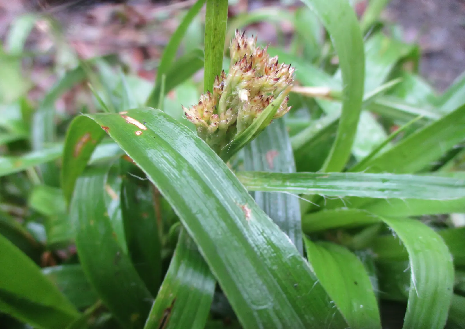 Great Wood Rush (Luzula Sylvatica) — offering a subtle contrast to the lush green leaves below.<br><br>As a versatile plant