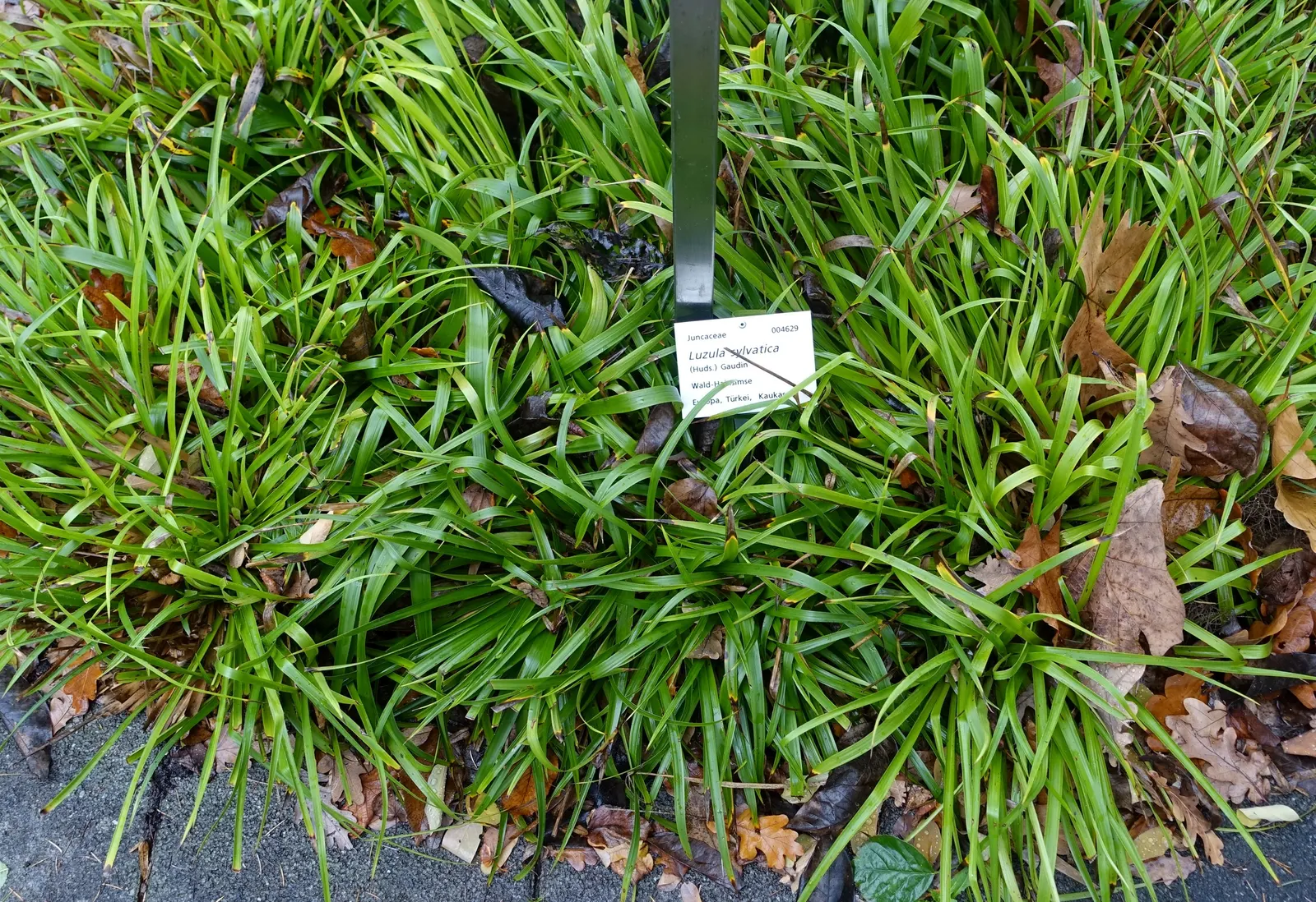 Great Wood Rush (Luzula Sylvatica) — These leaves are often adorned with hairs, which provide a unique, slightly silvery sheen; and is excellent for adding