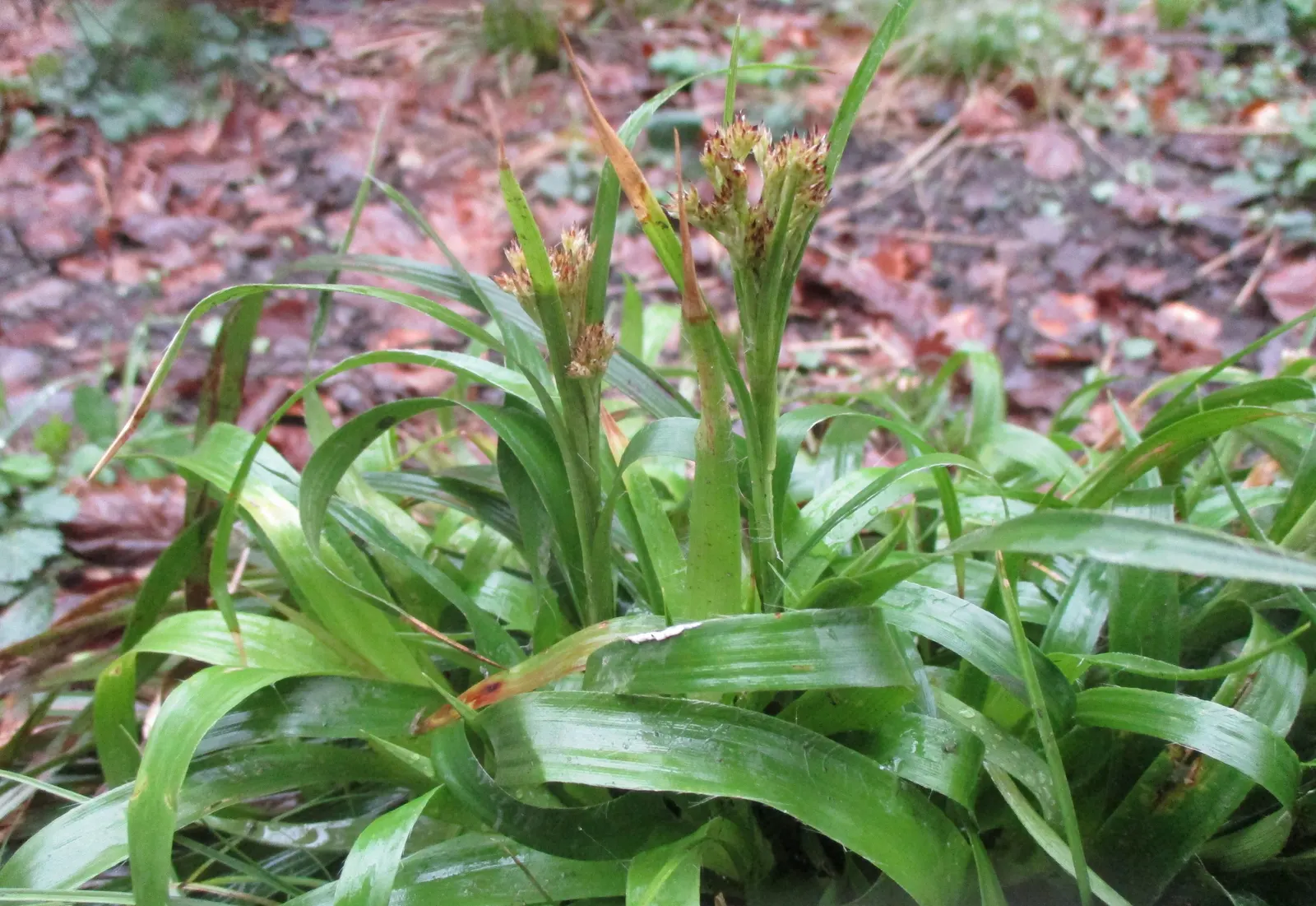 Great Wood Rush (Luzula Sylvatica) — although it demonstrates tolerance to a variety of soil types