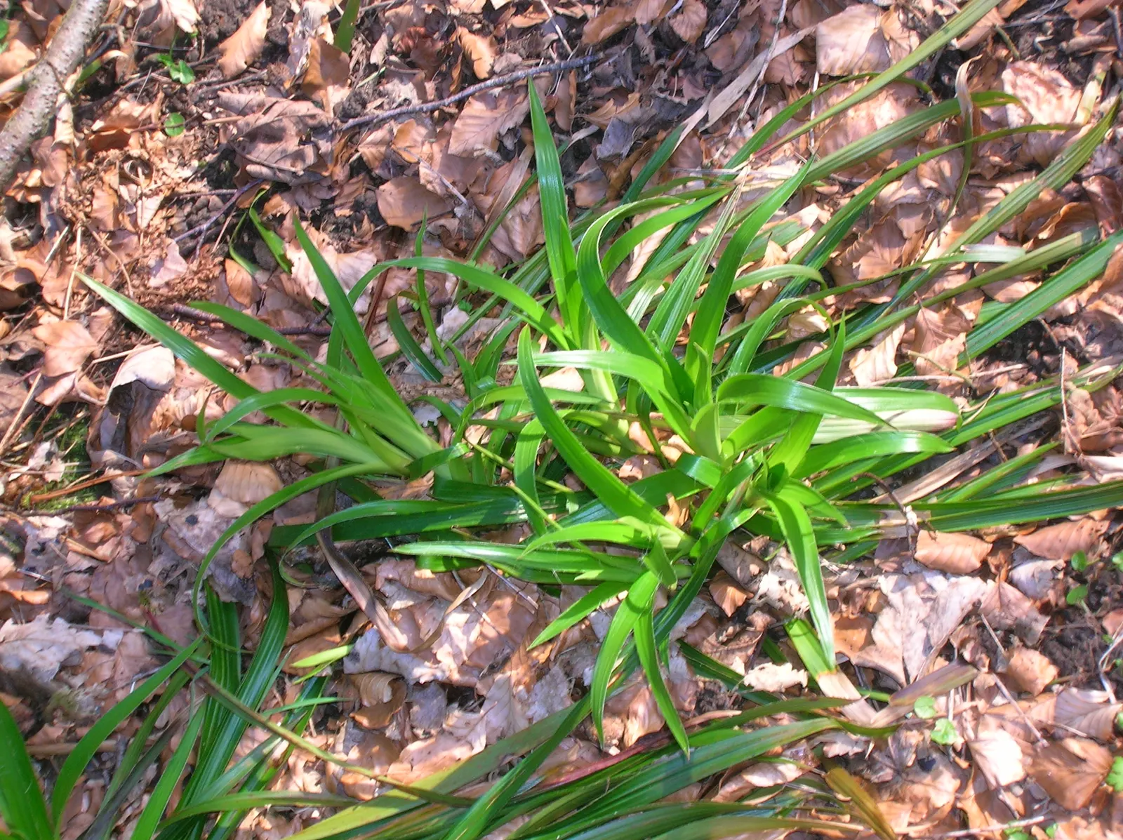 Great Wood Rush (Luzula Sylvatica) — These leaves are often adorned with hairs, which provide a unique, slightly silvery sheen