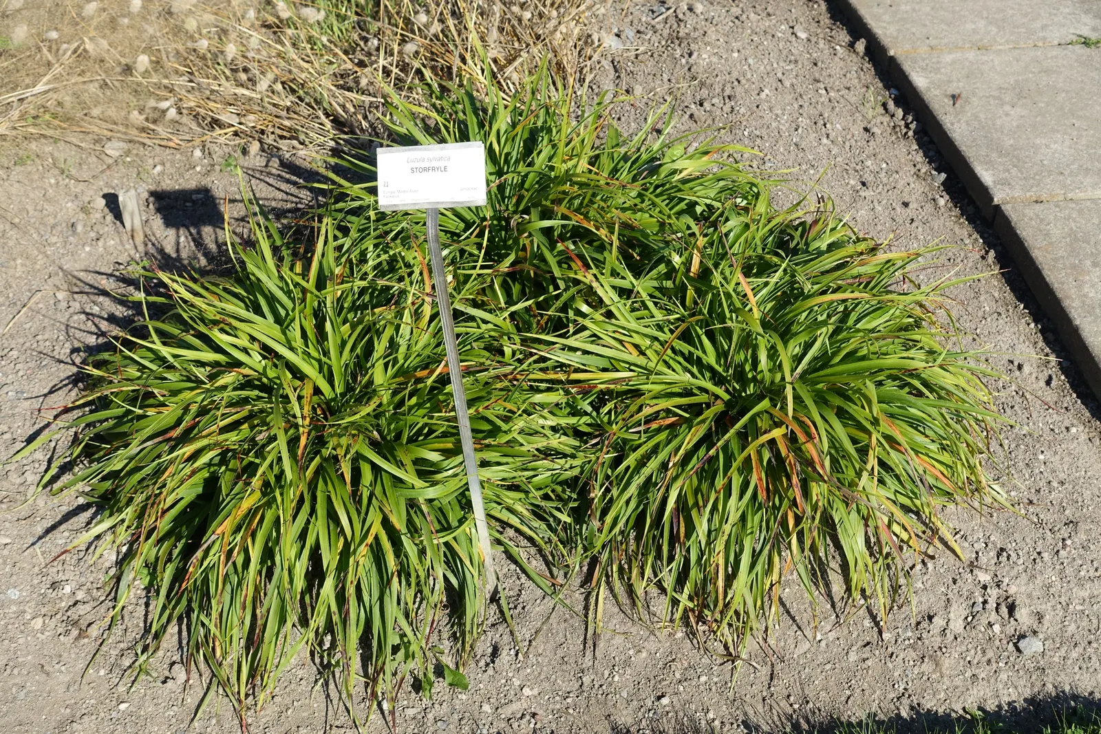 Great Wood Rush (Luzula Sylvatica) — This robust plant thrives in USDA Hardiness Zones 5 through 7; grass for full or half or shade