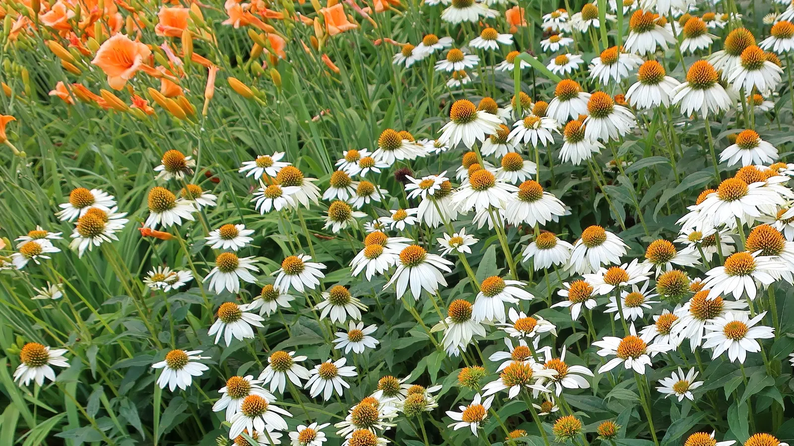 Powwow White Coneflower (Echinacea Pur. 'Powwow White') — 'PowWow White' is a resilient perennial flaunting dazzling white blooms with golden-yellow centers