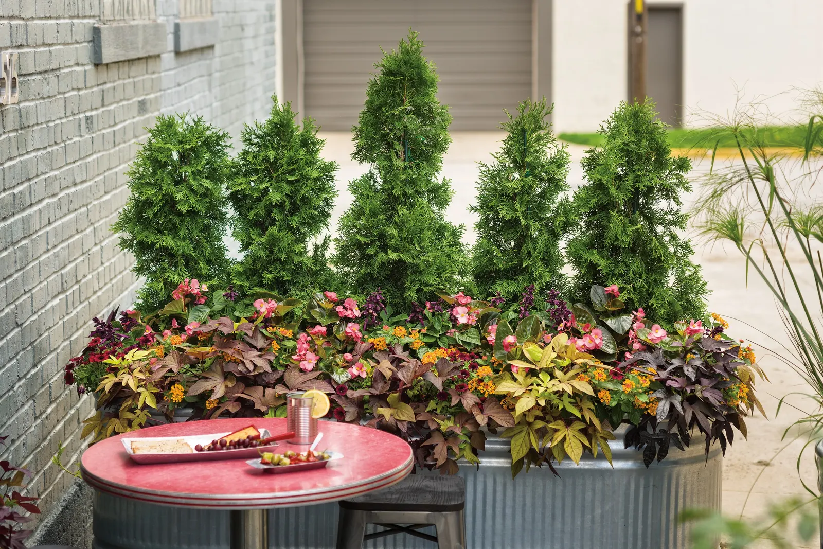 North Pole® Arborvitae (Thuja occidentalis) — commonly referred to as North Pole® Arborvitae; upright evergreen shrub with the polished structure designers