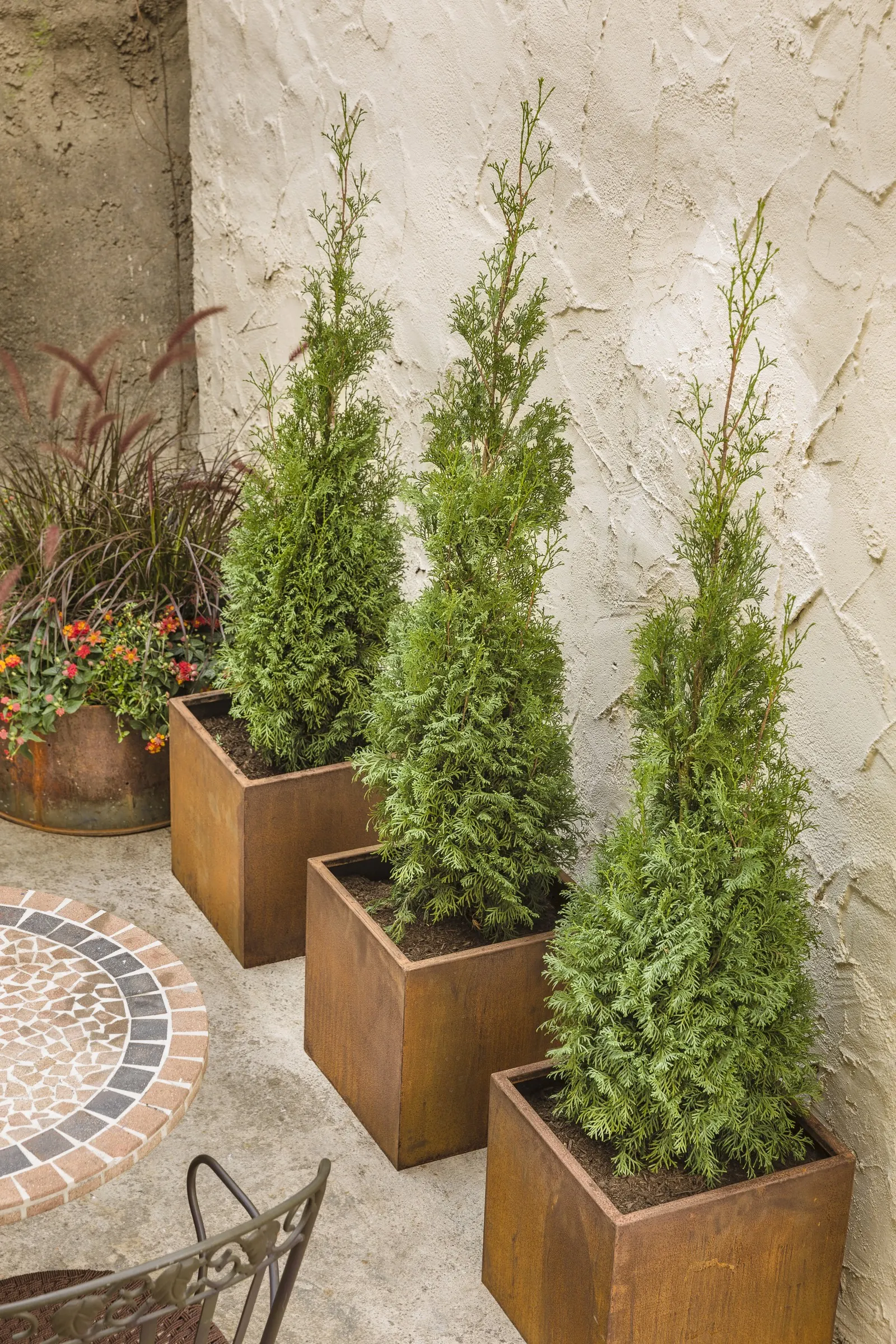 North Pole® Arborvitae (Thuja occidentalis) — as a vertical specimen beside architecture; part of the Proven Winners® collection