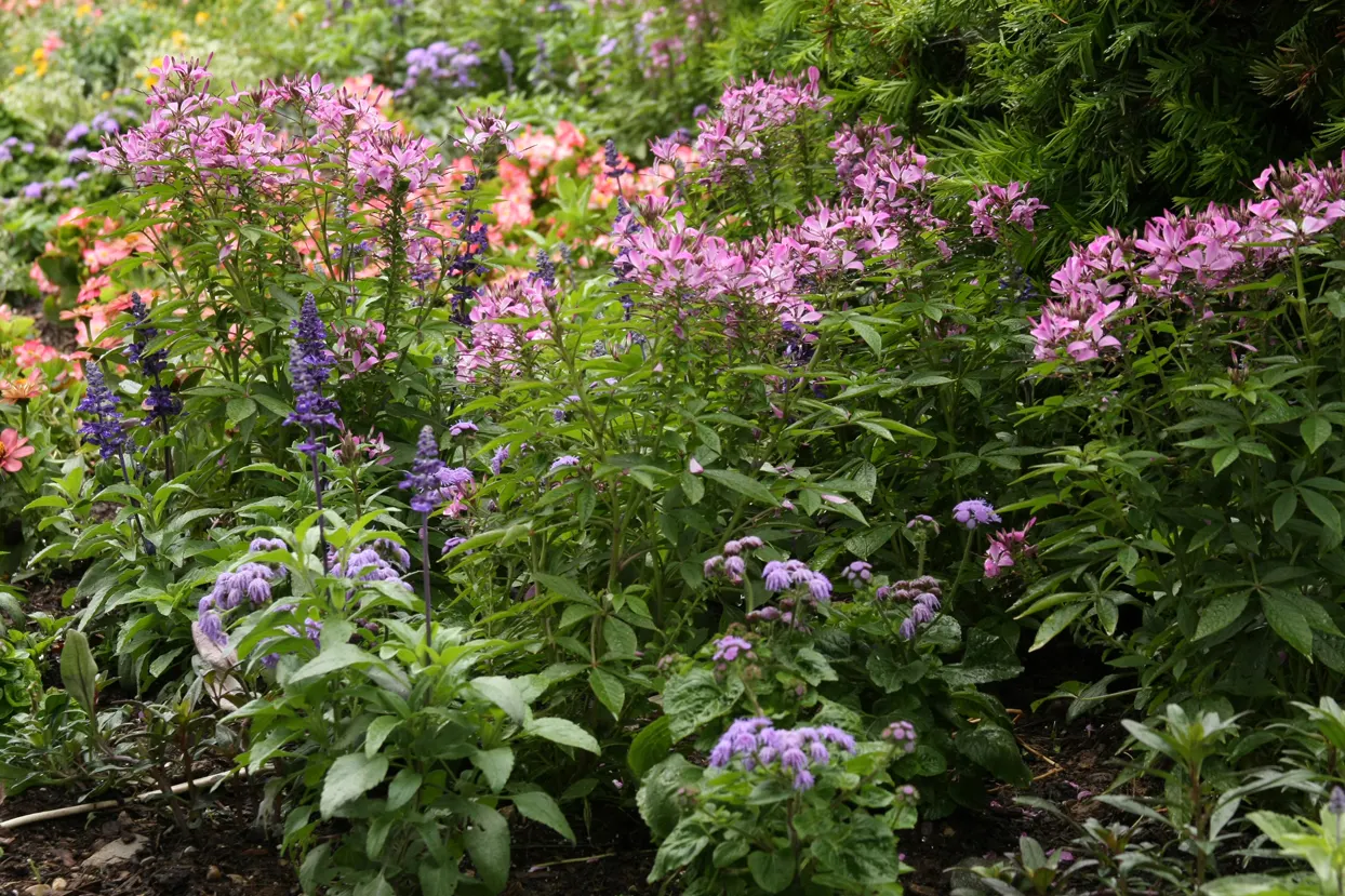 Señorita Rosalita® Spider Flower (Cleome) — Proven Winners - Señorita Rosalita® - Spider Flower - Cleome pink plant details, information and resources